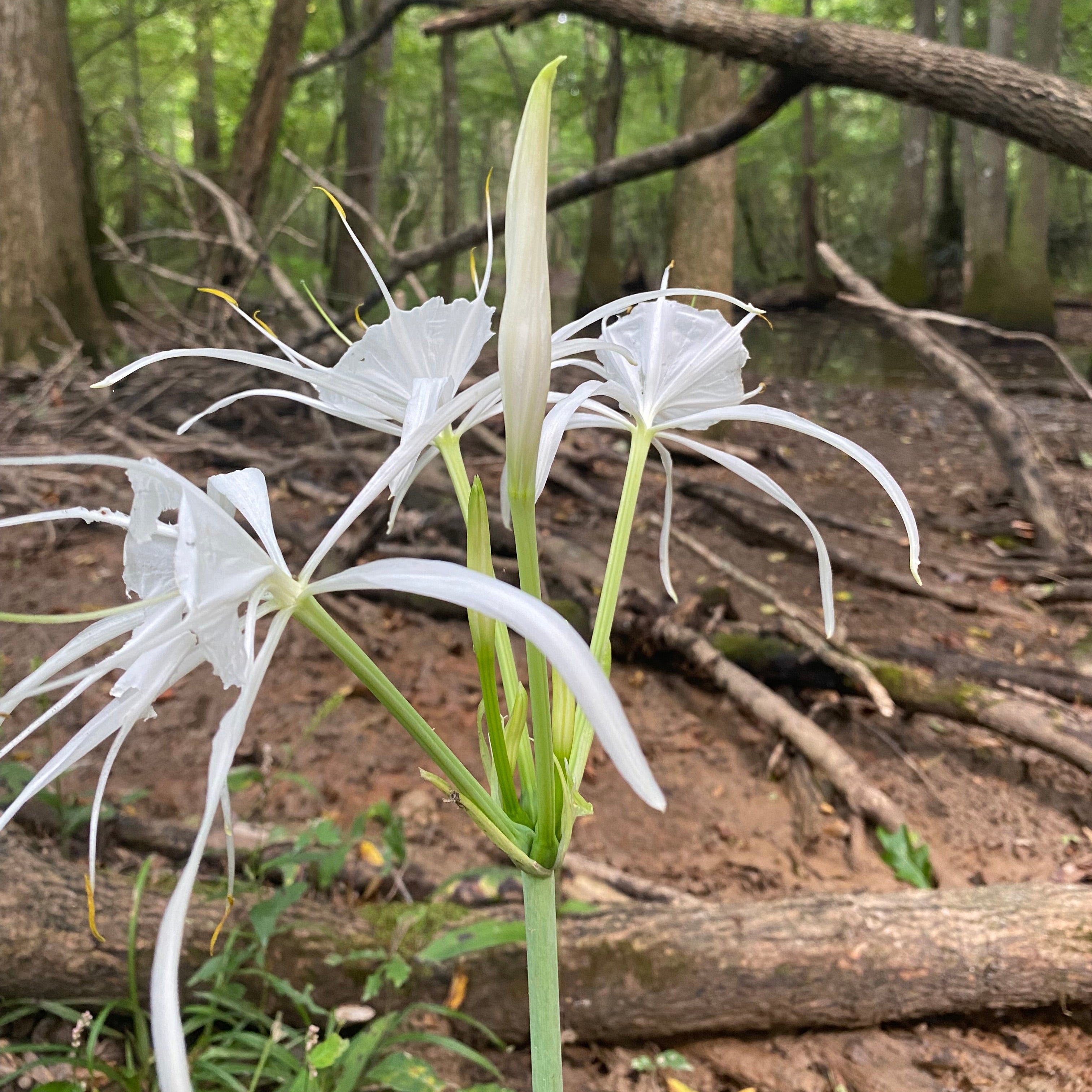 Hymenocallis caroliniana (Spider Lily)