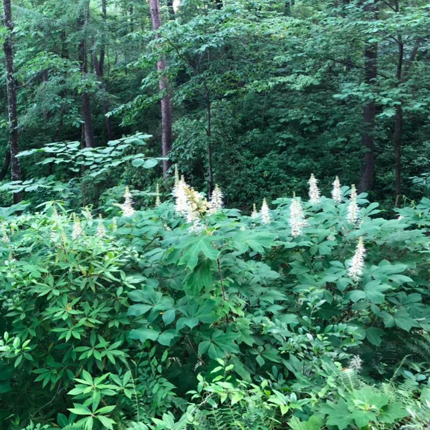 Aesculus parviflora (Bottlebrush Buckeye)