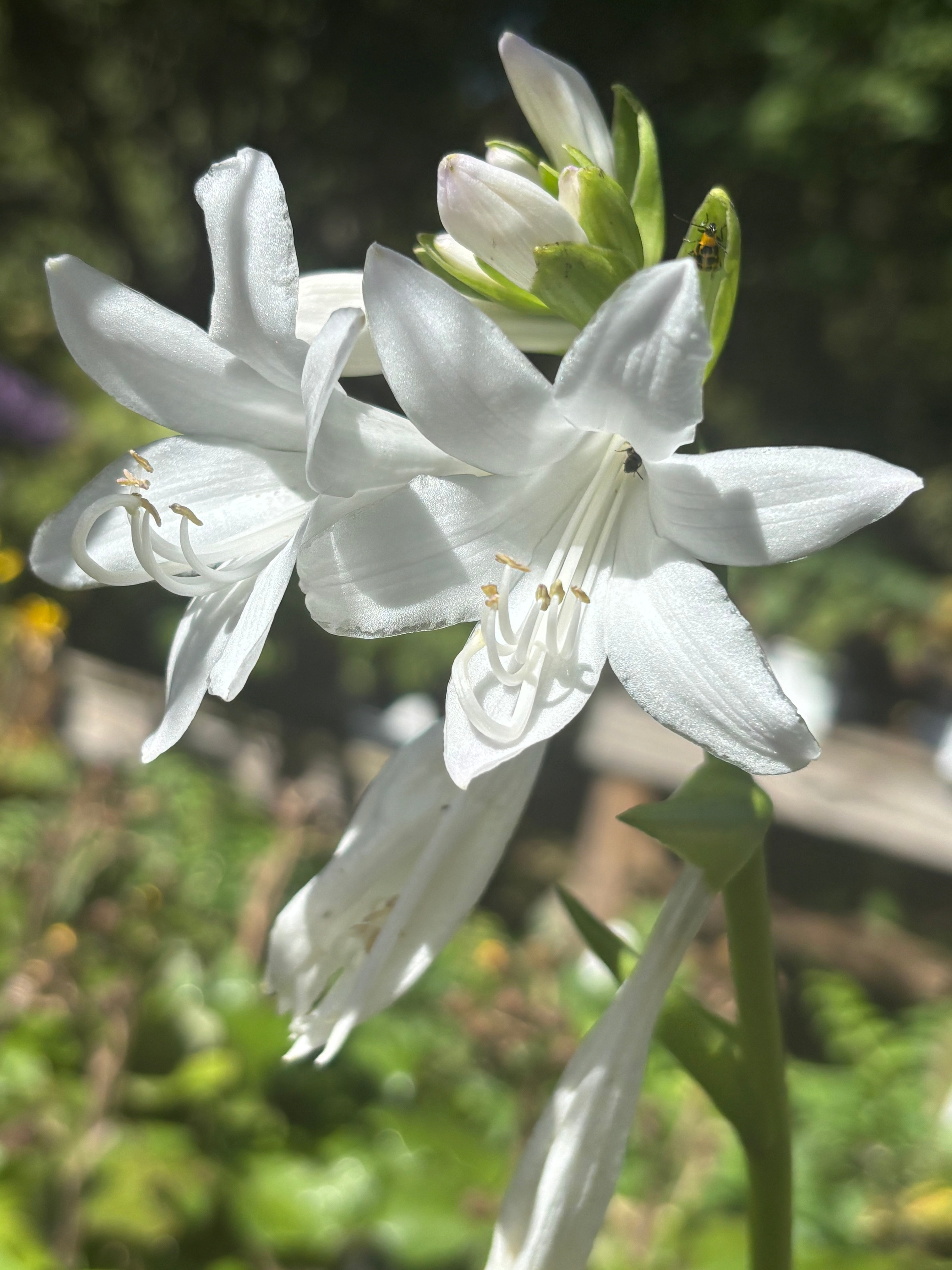 Hosta 'Royal Standard' (Hosta)