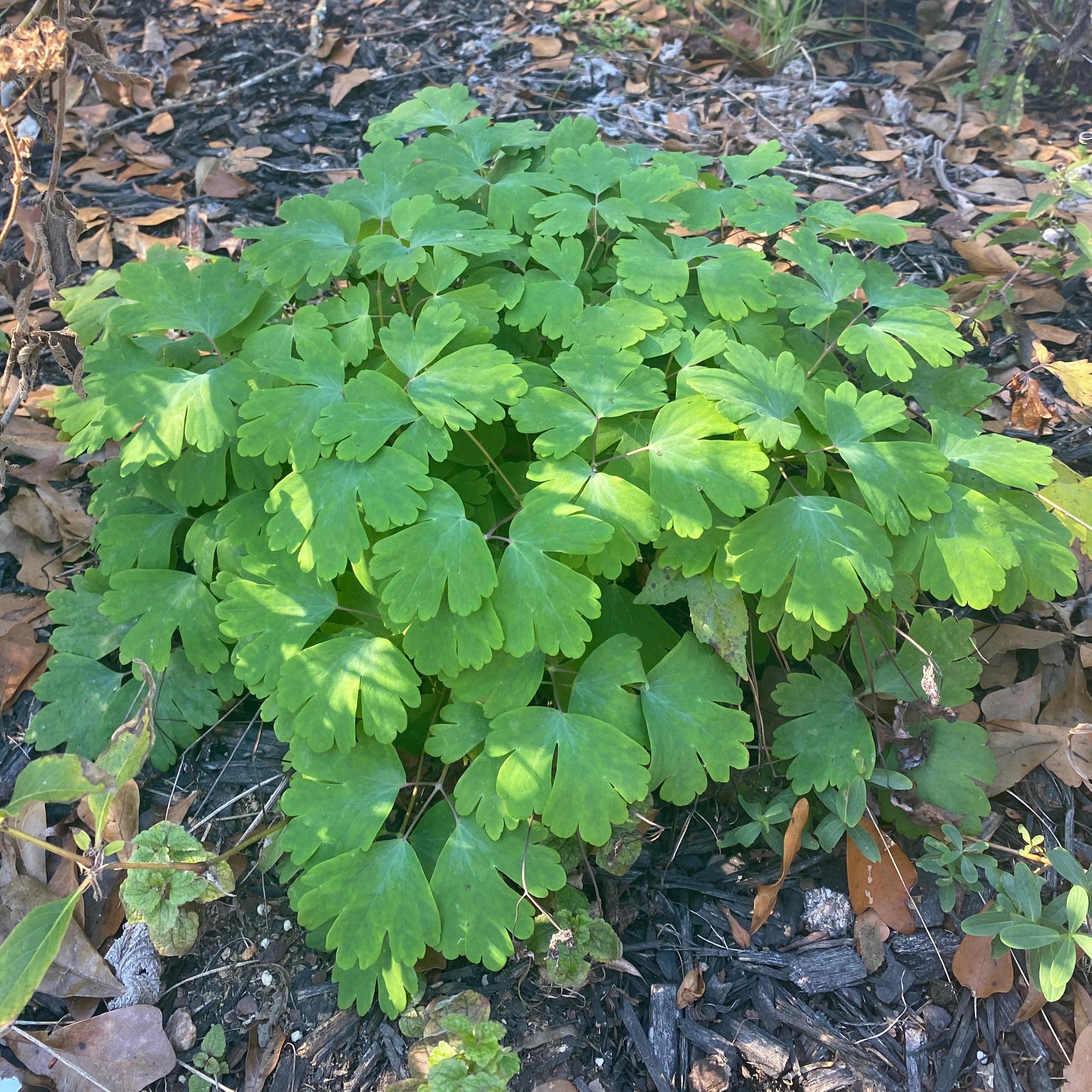 Aquilegia canadensis (Eastern Red Columbine)