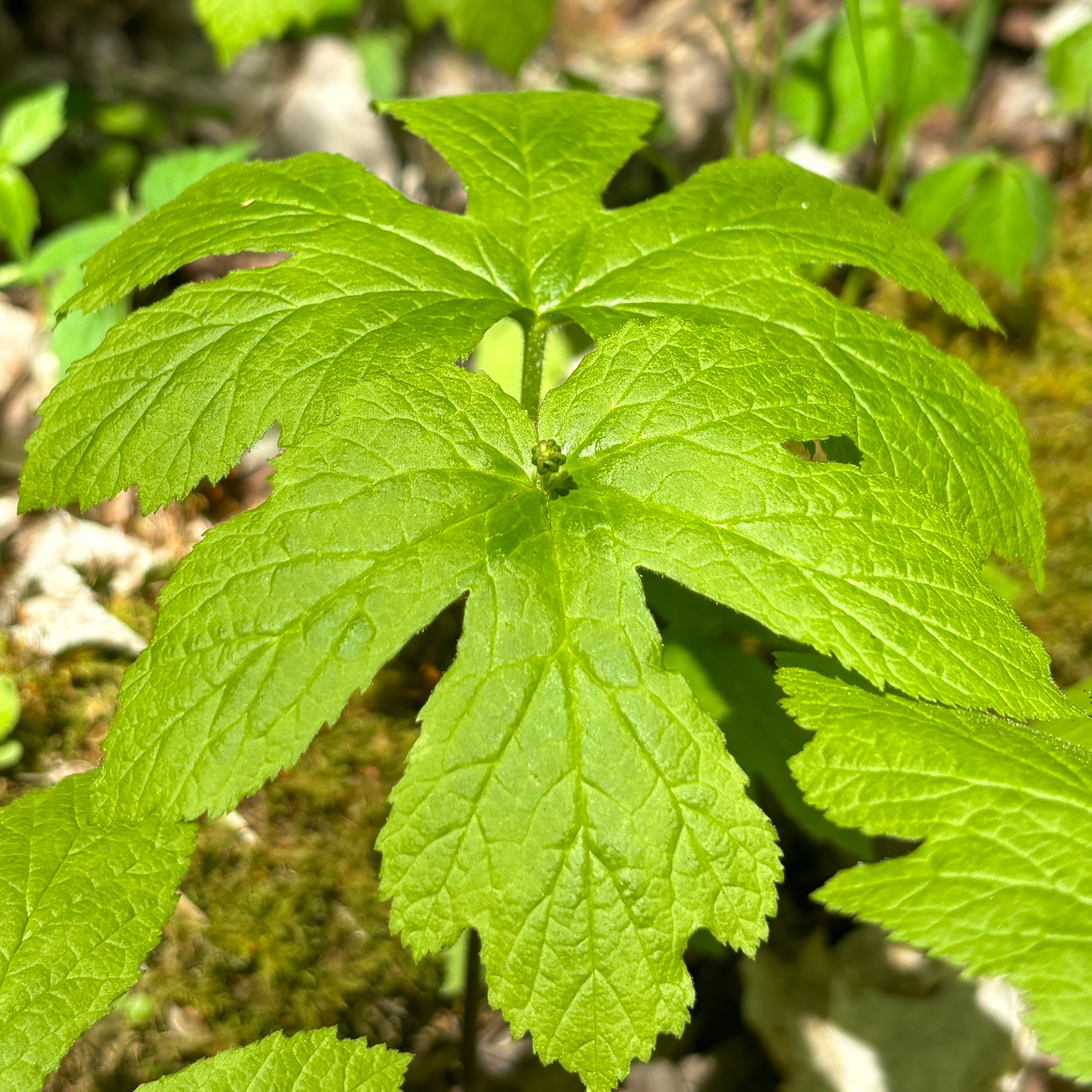 Hydrastis canadensis (Golden Seal)