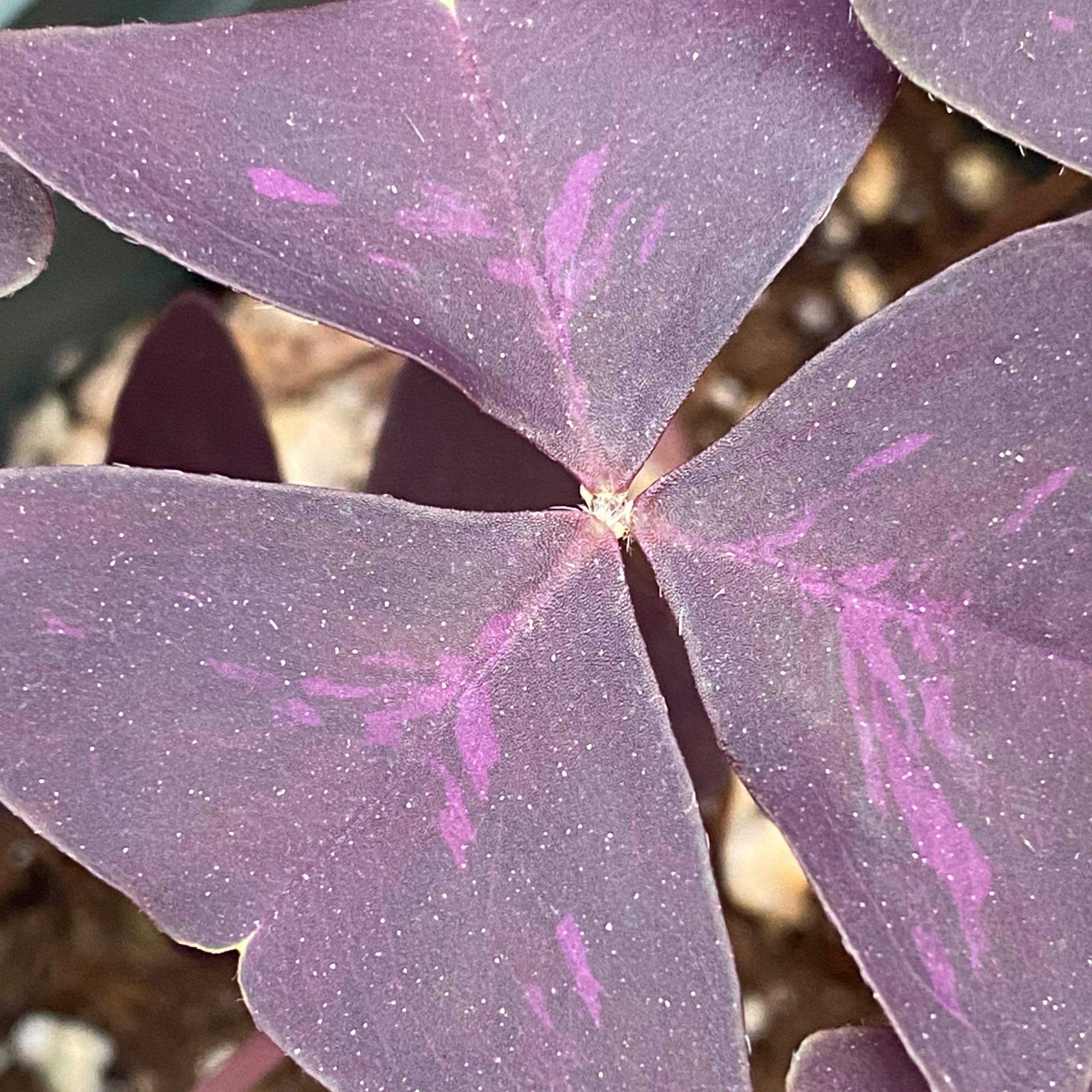 Oxalis triangularis (Purple Wood Sorrel)