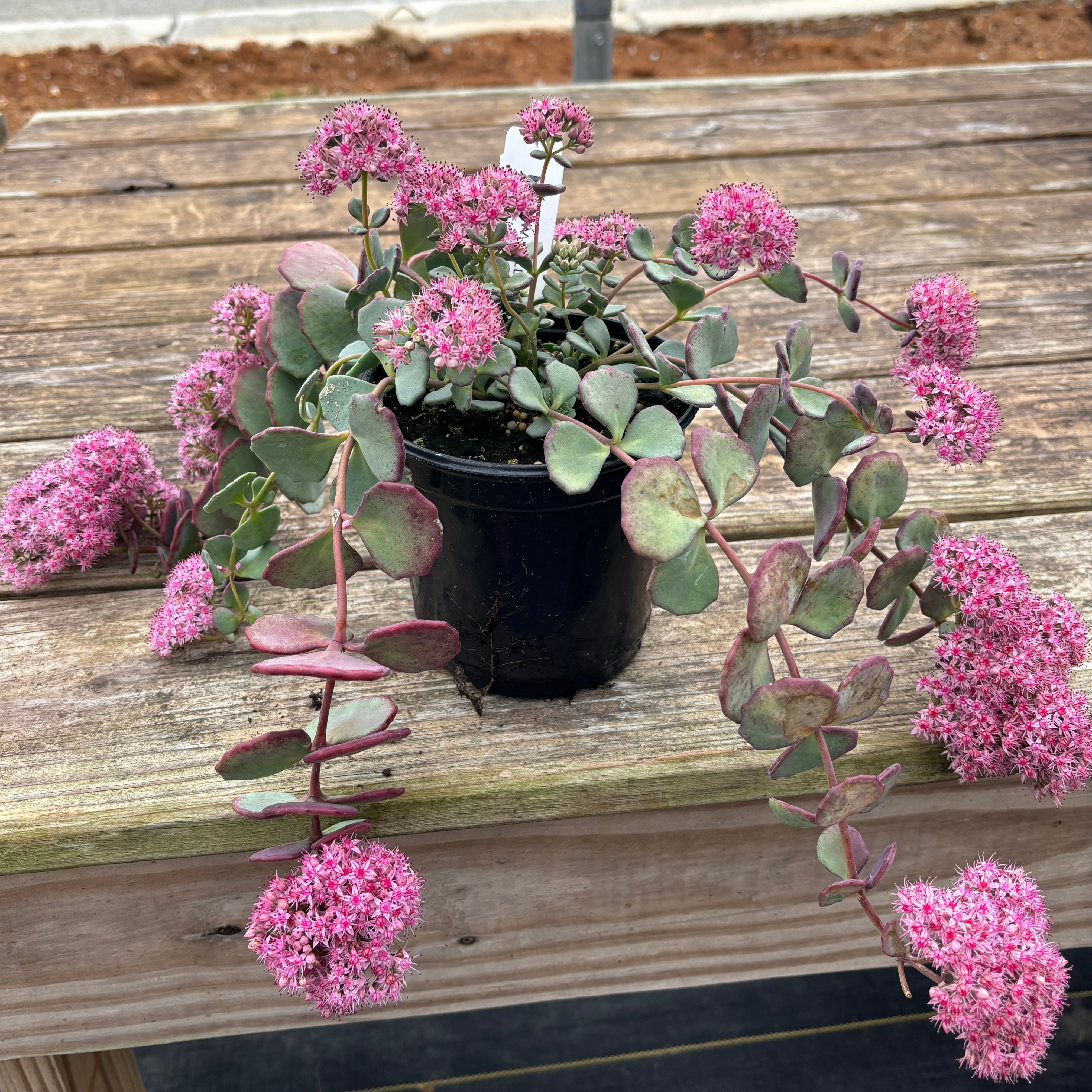 Hylotelephium sieboldii (Siebold's Stonecrop)