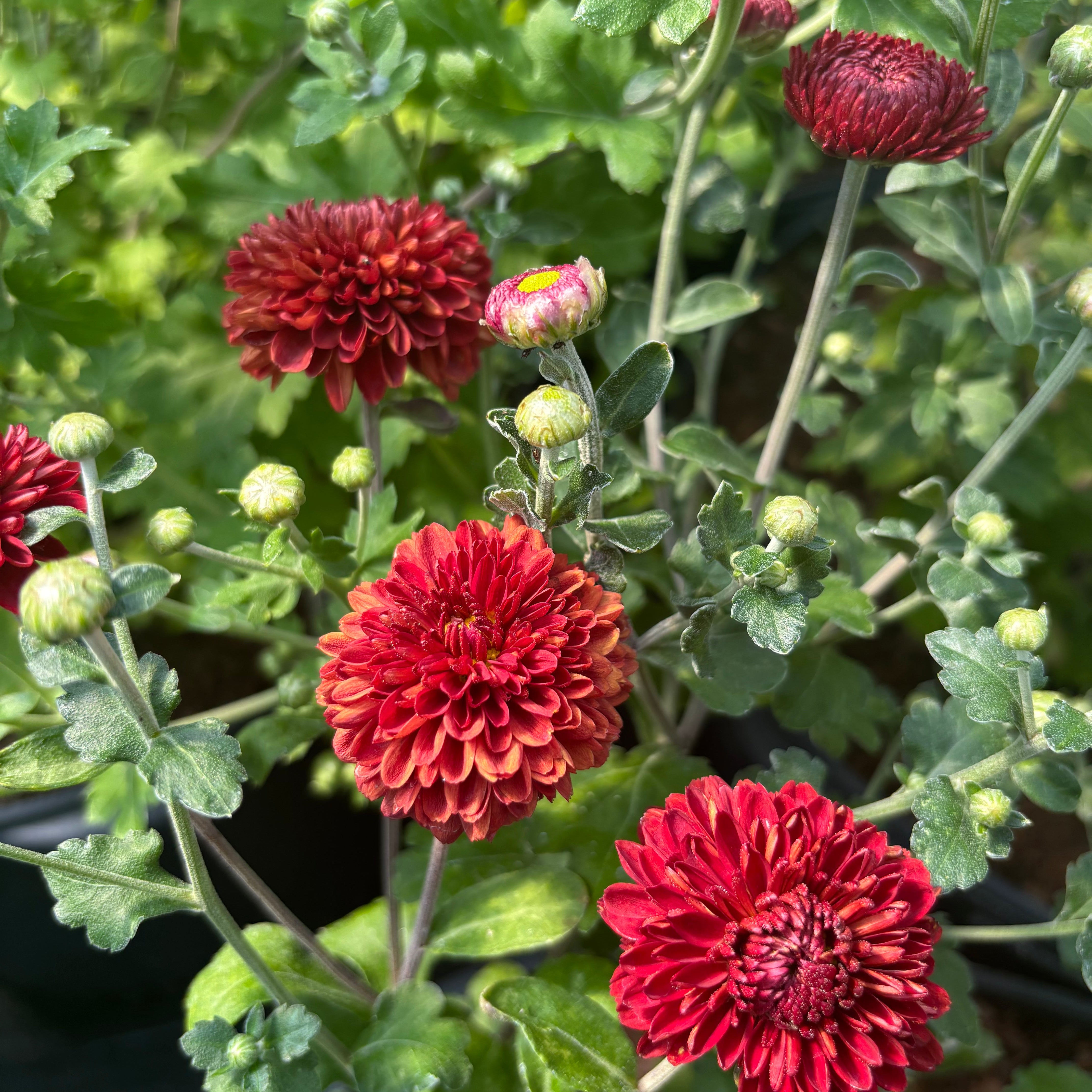Chrysanthemum 'Betty Lou' (Hardy Garden Mum)