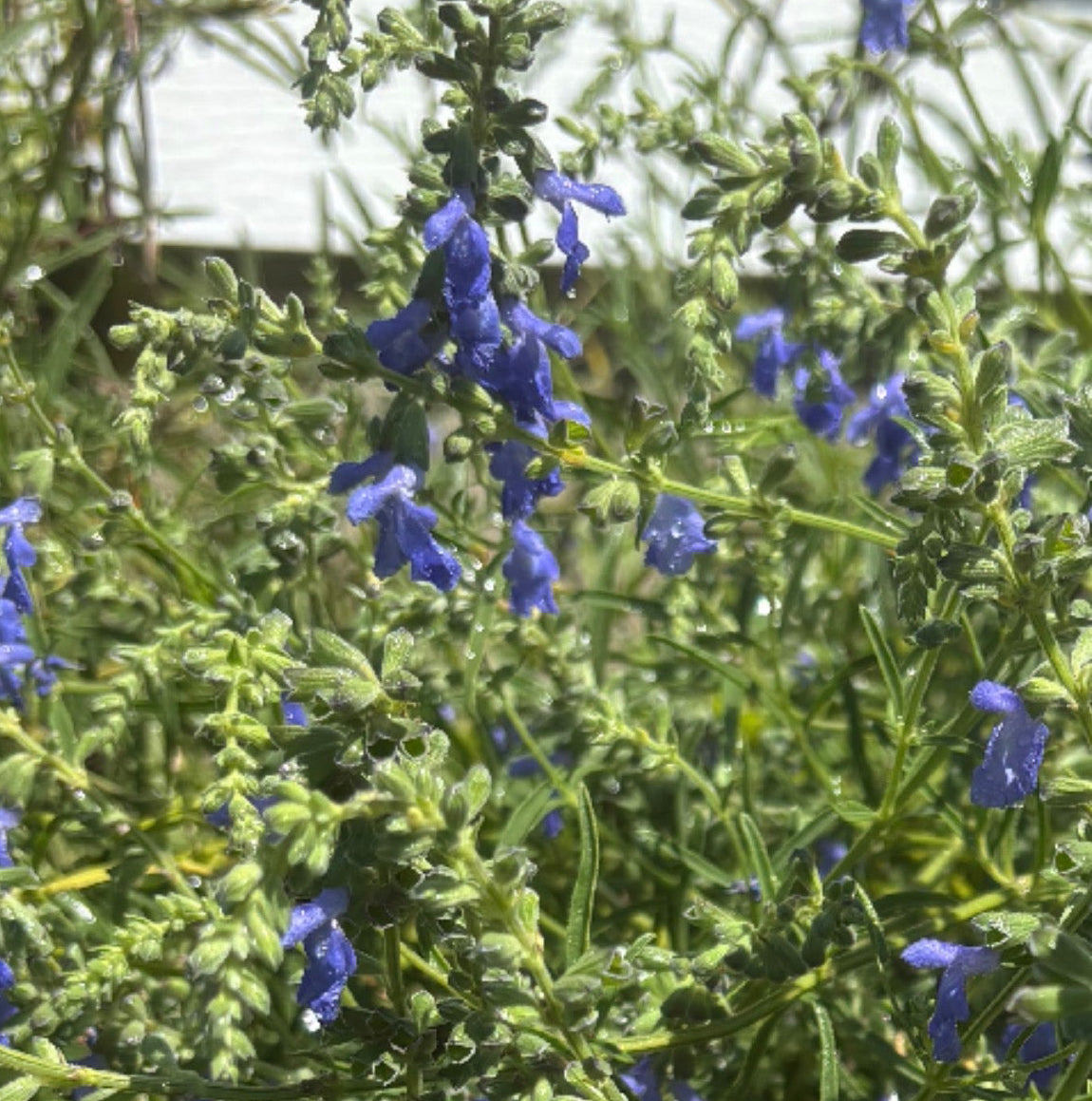 Salvia azurea var. grandiflora (Blue Sage)