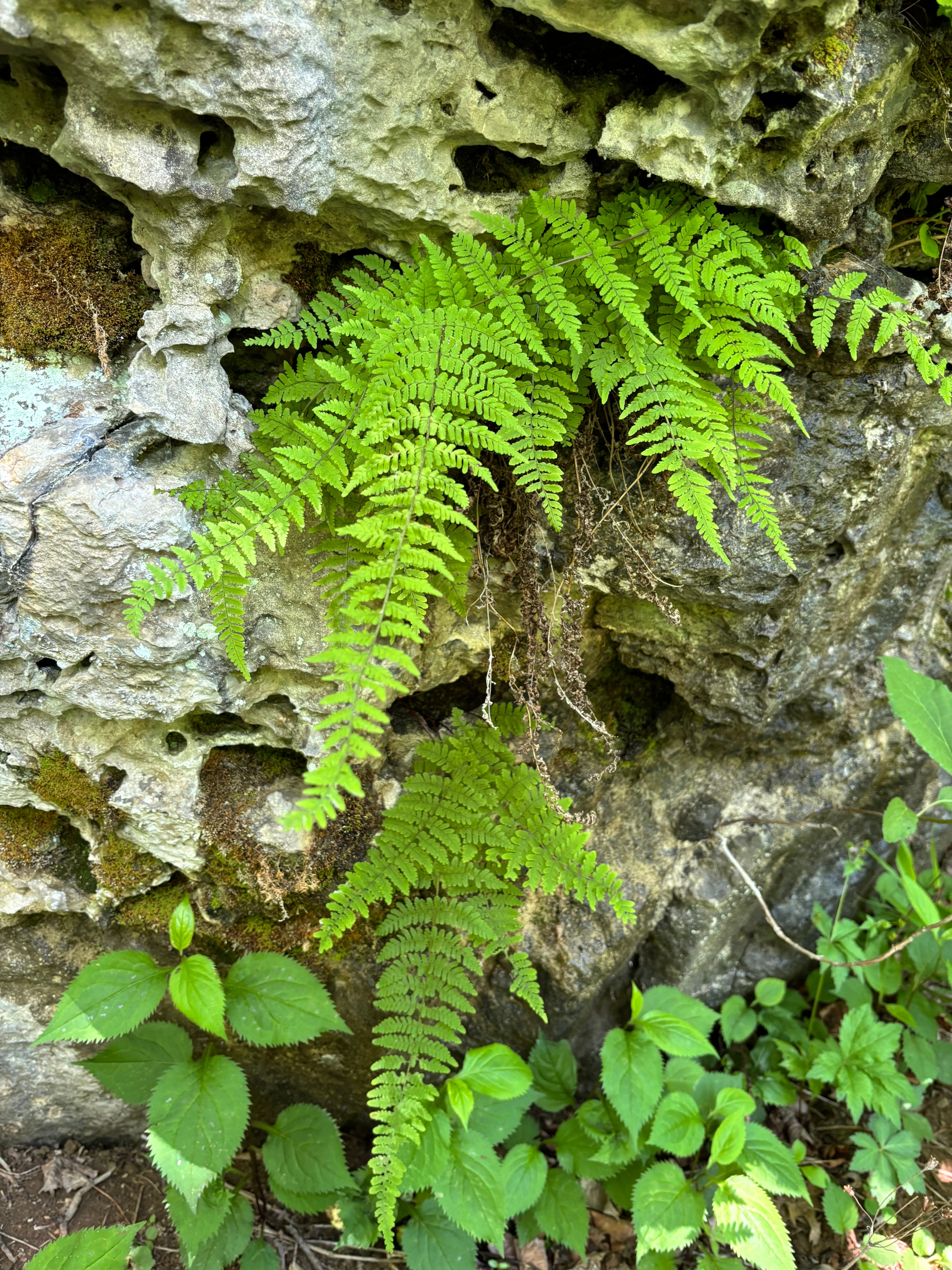 Yew Dell Botanical Gardens