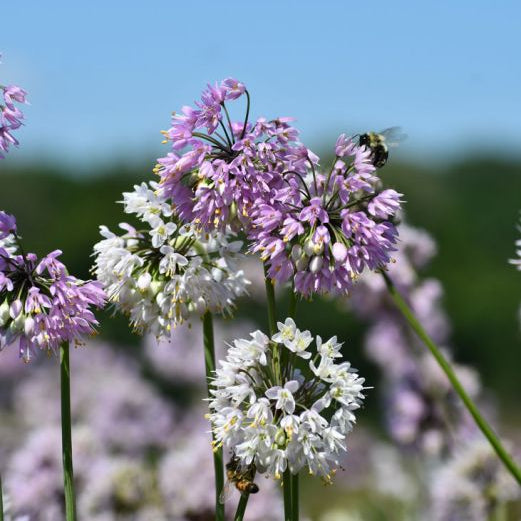 Allium cernuum (Nodding Onion)