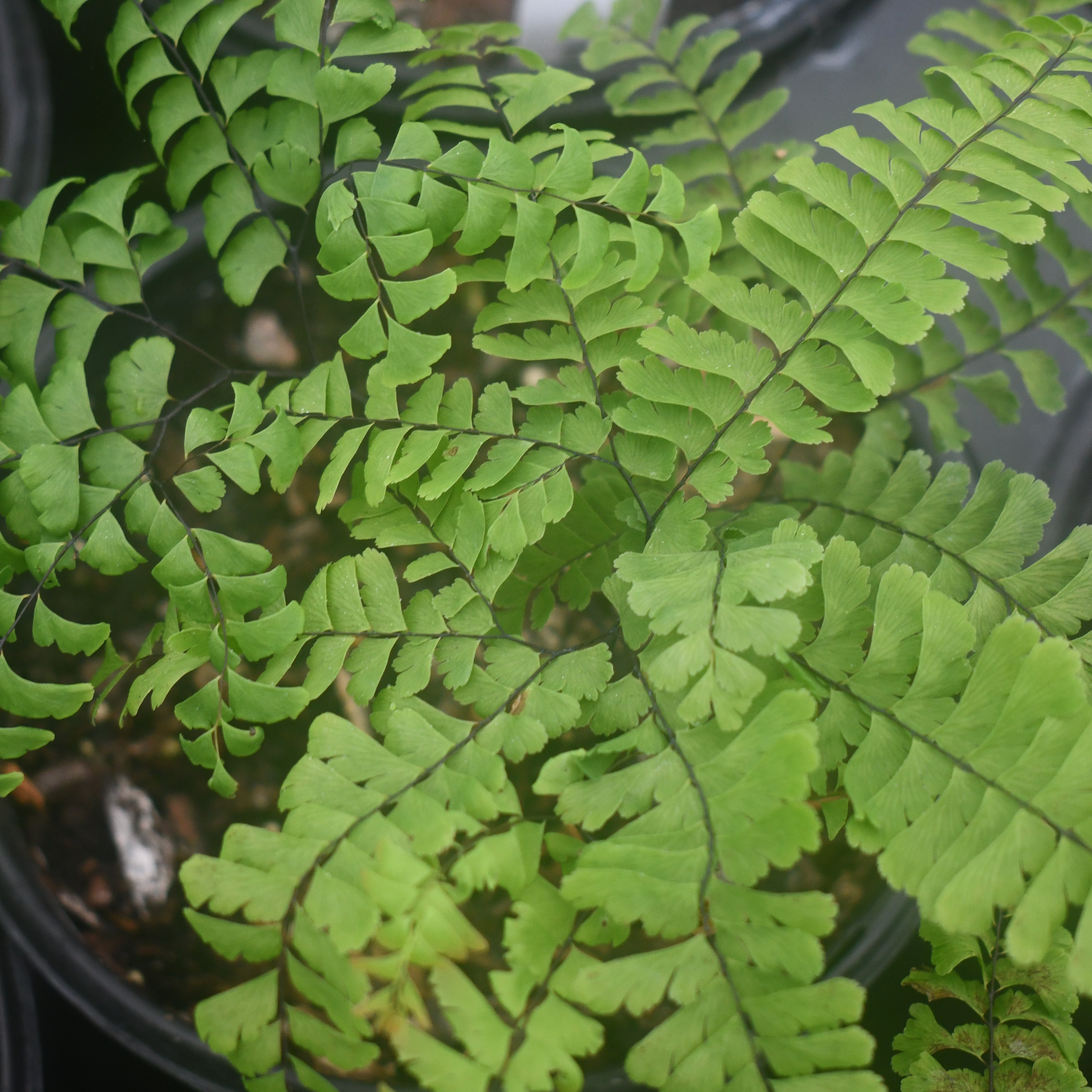 Adiantum pedatum (Five Finger Maidenhair Fern)