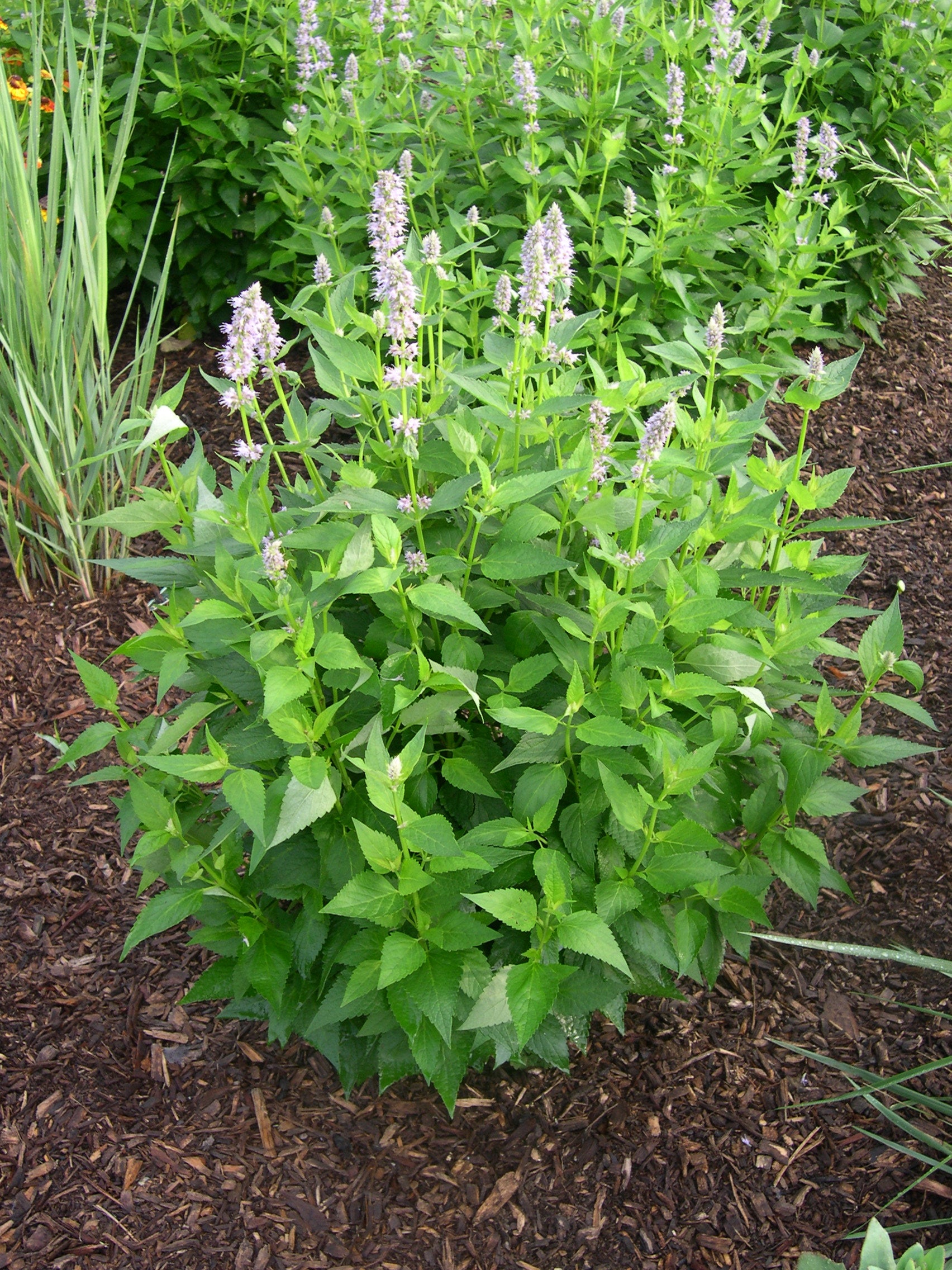 Agastache 'Blue Fortune' (Anise Hyssop)