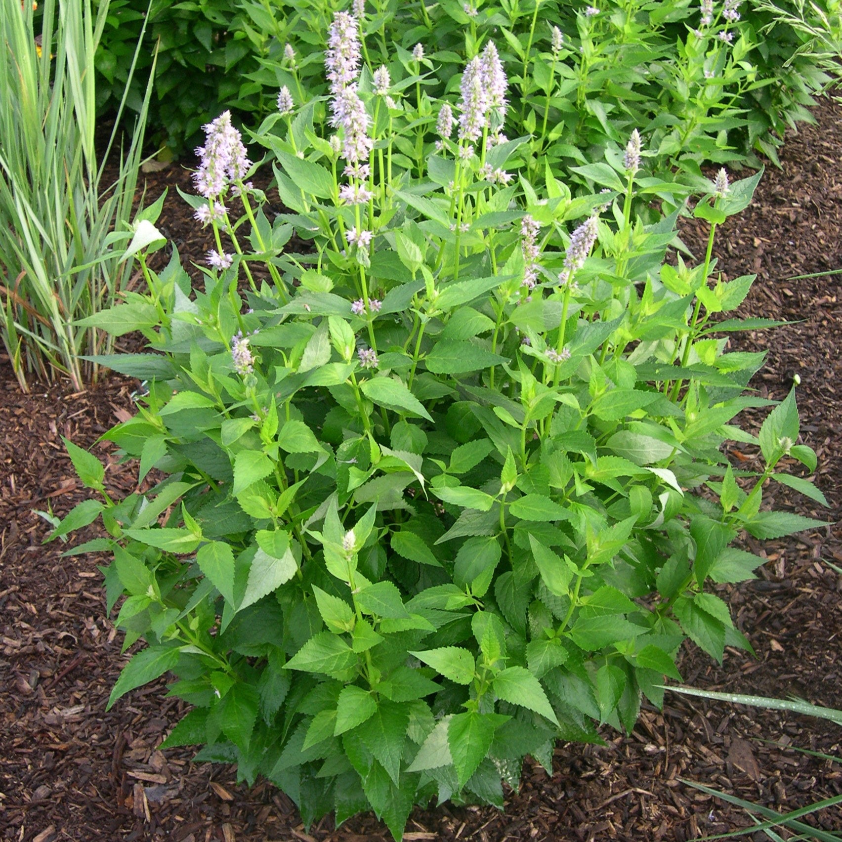 Agastache 'Blue Fortune' (Anise Hyssop)