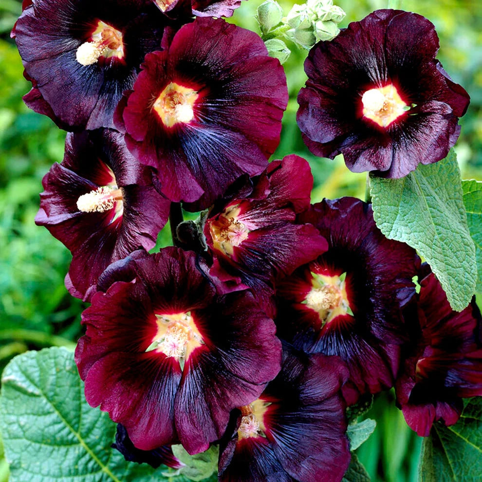 Yew Dell Botanical Gardens