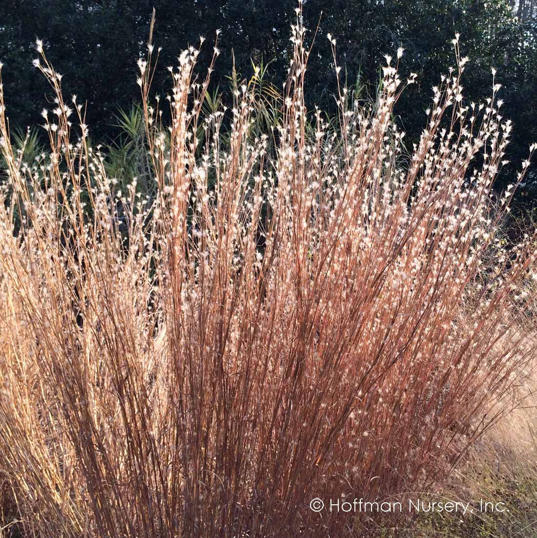 Andropogon ternarius (Split-Beard Bluestem)