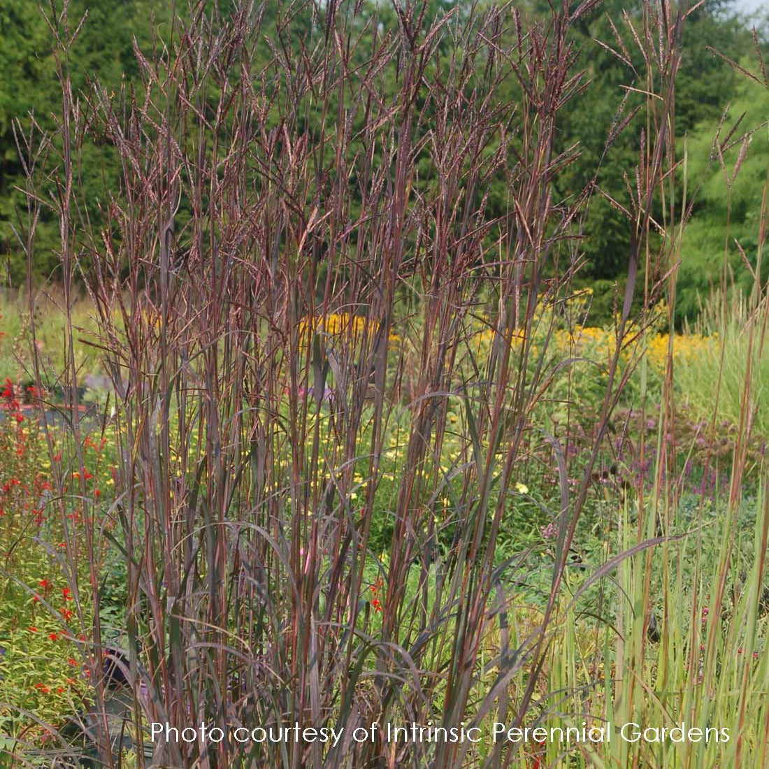 Andropogon gerardii 'Blackhaws' (Big Bluestem)