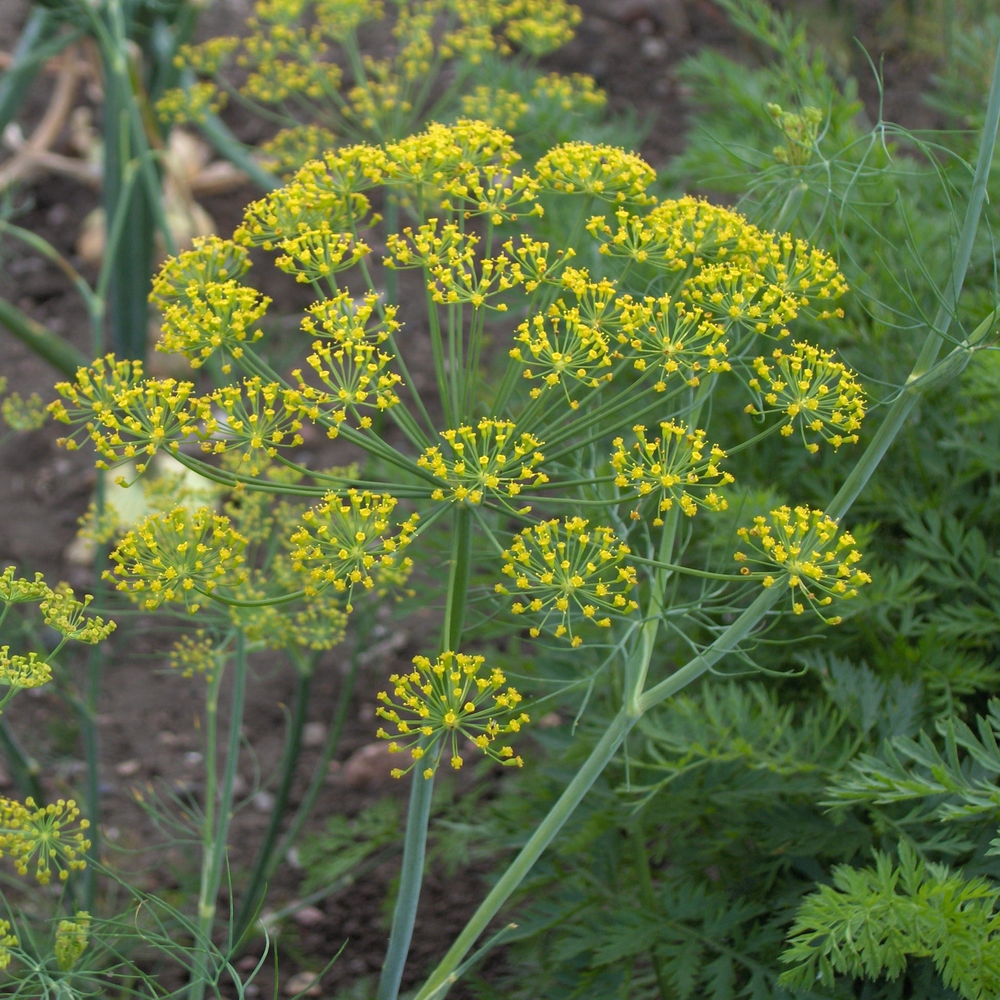 Yew Dell Botanical Gardens