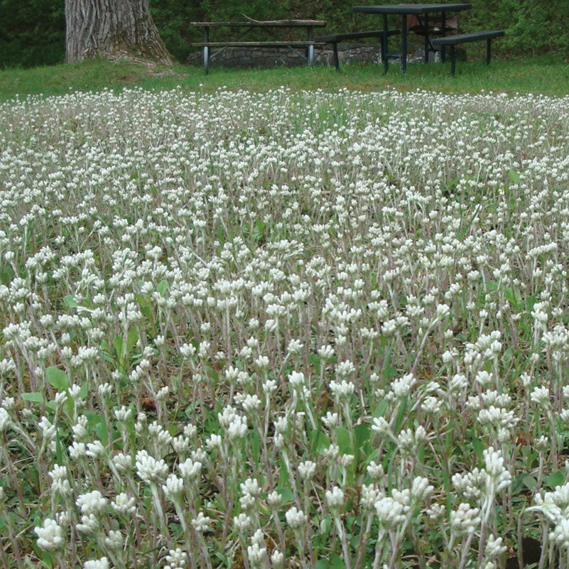 Yew Dell Botanical Gardens