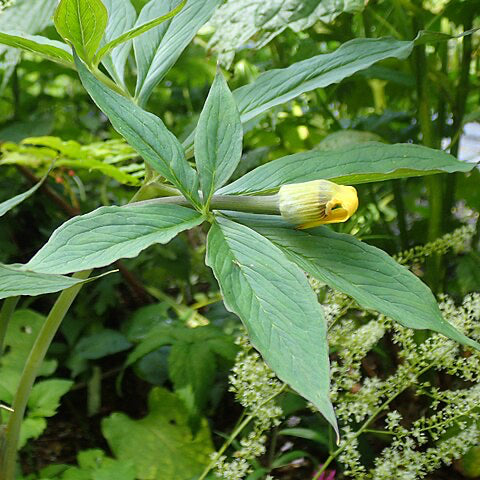 Yew Dell Botanical Gardens