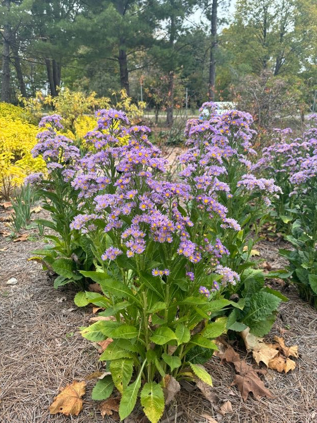 Aster tataricus 'Jindai' (Tatarian Aster)