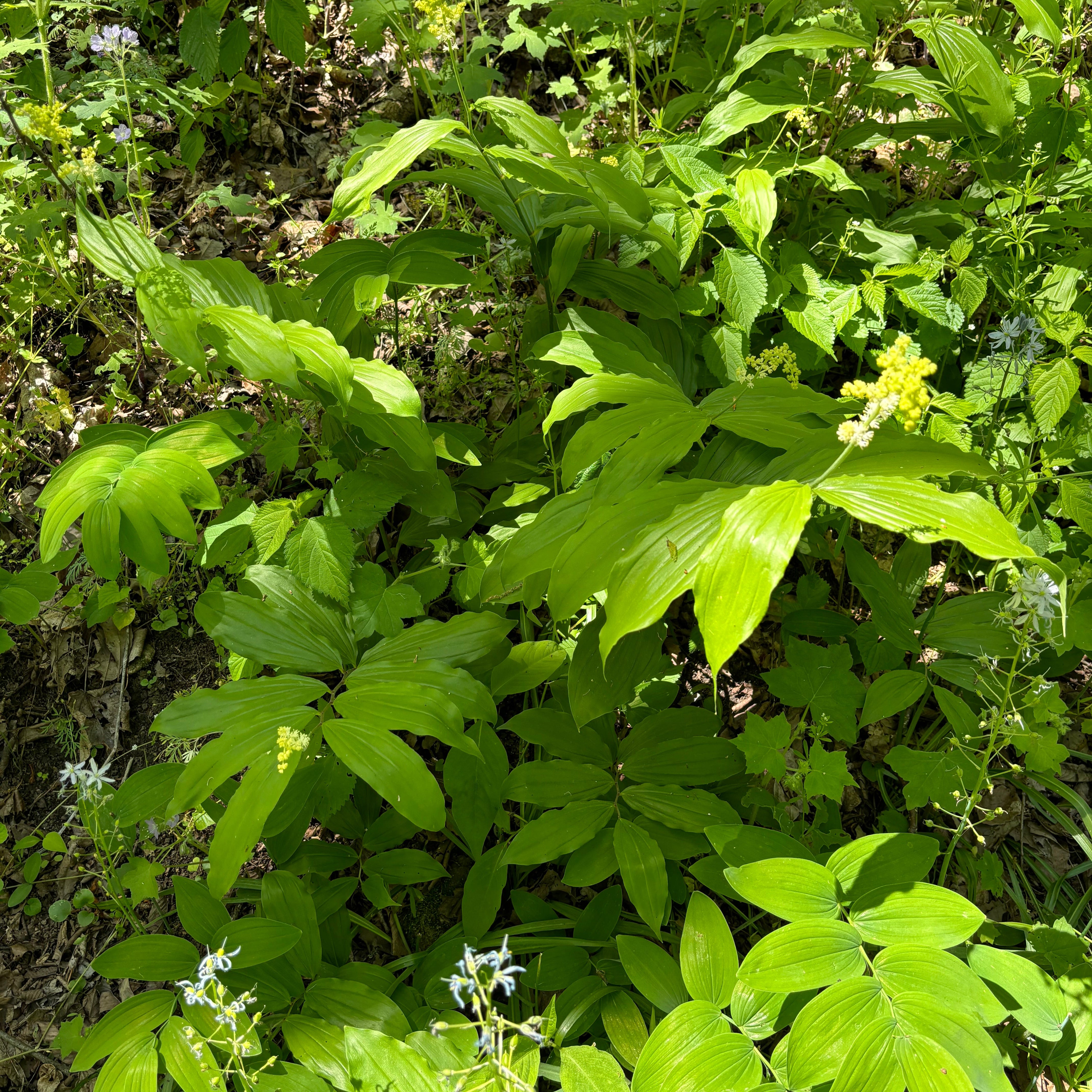 Maianthemum racemosum (Eastern Solomon's Plume)
