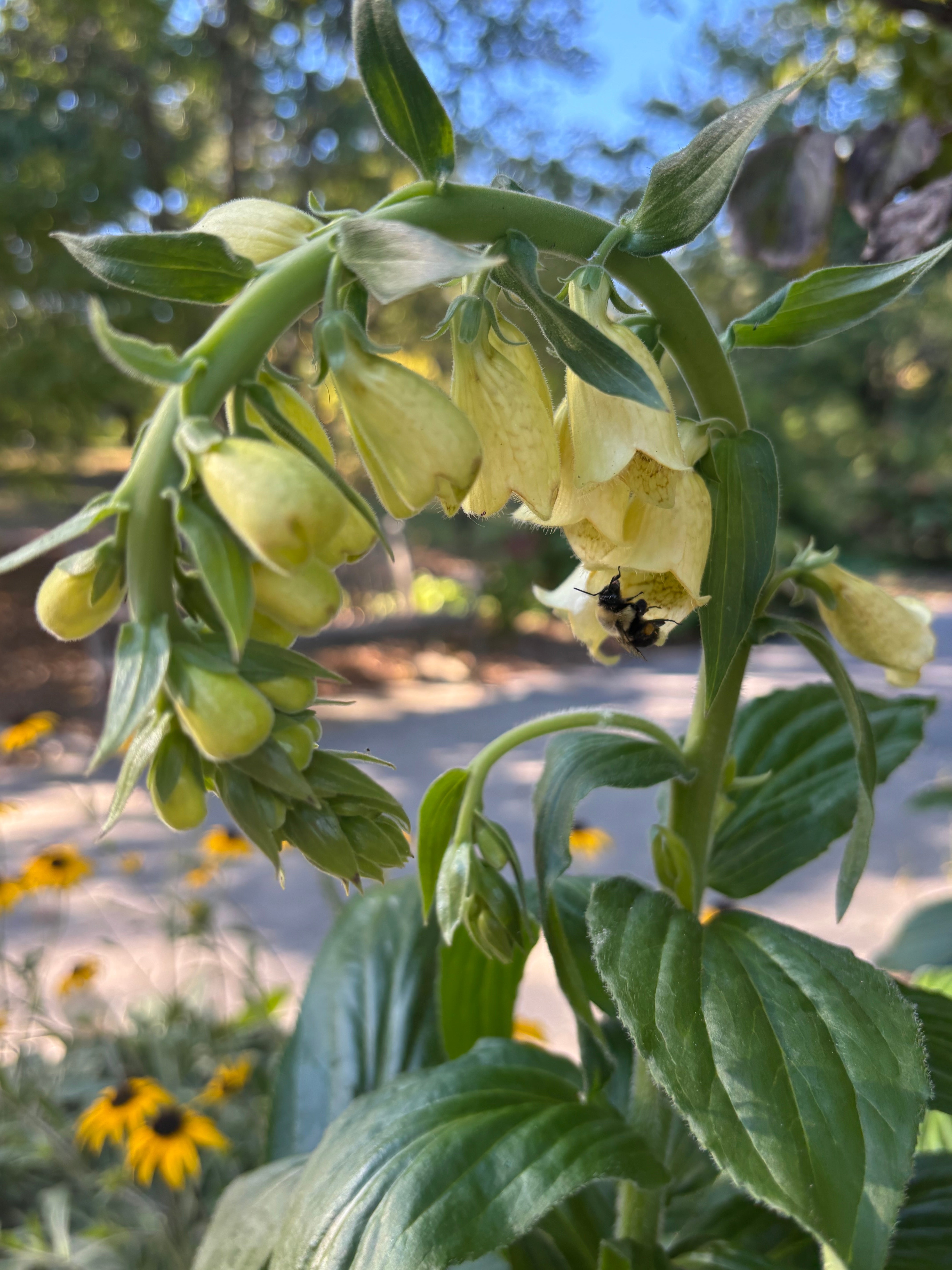 Digitalis grandiflora (Yellow Foxglove)