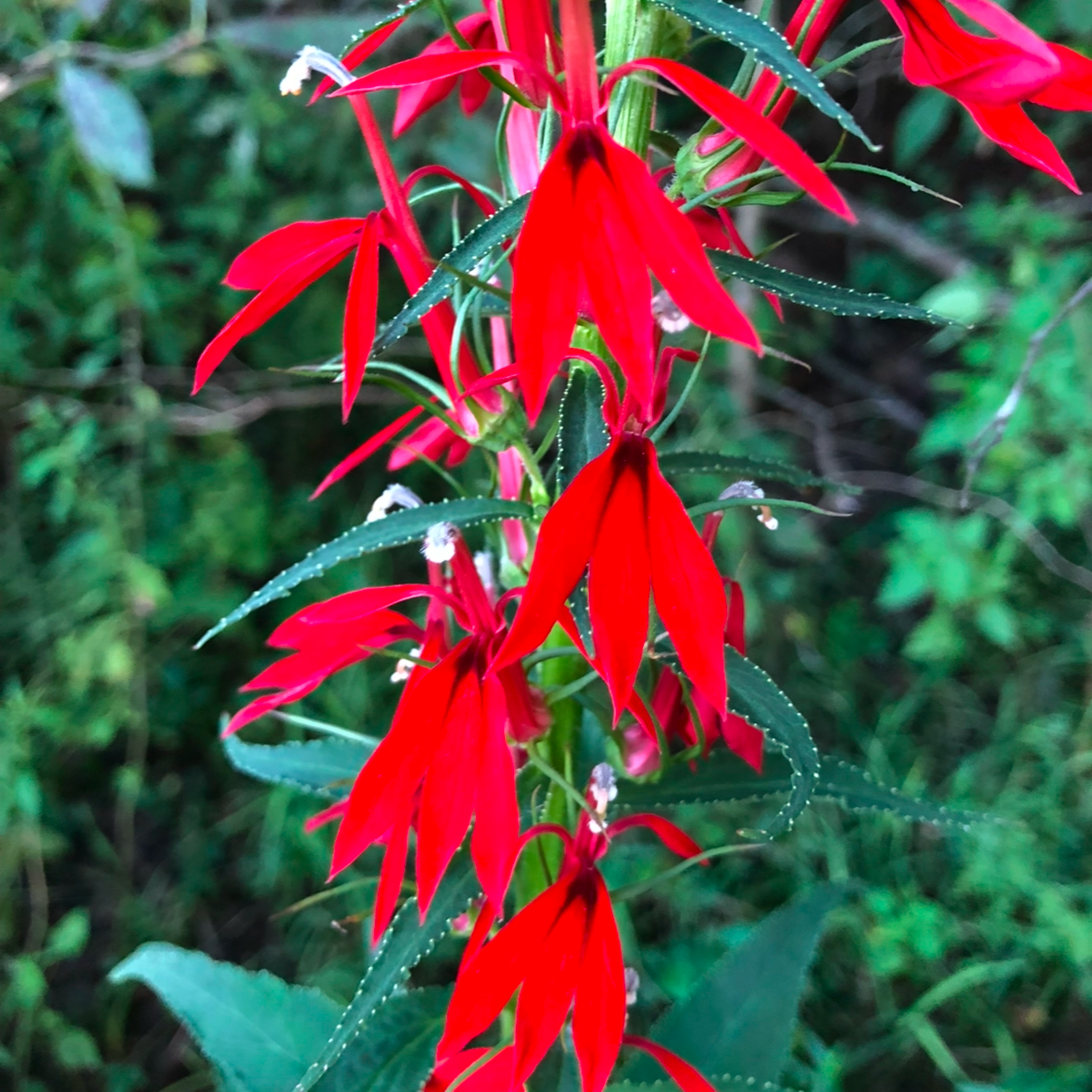 Lobelia cardinalis (Cardinal Flower)