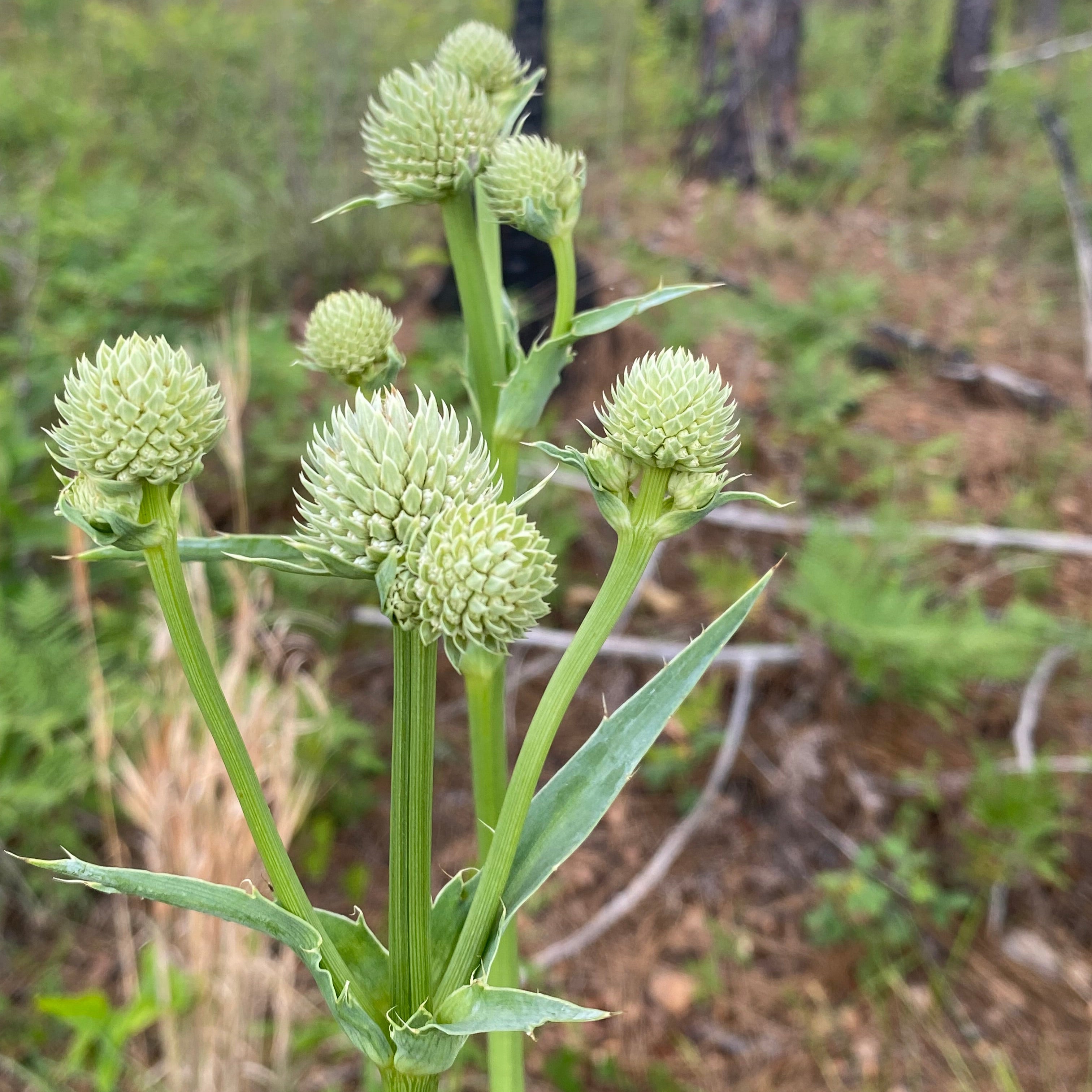 rattle snake master plant Eryngium yuccifolium (Rattlesnake Master)