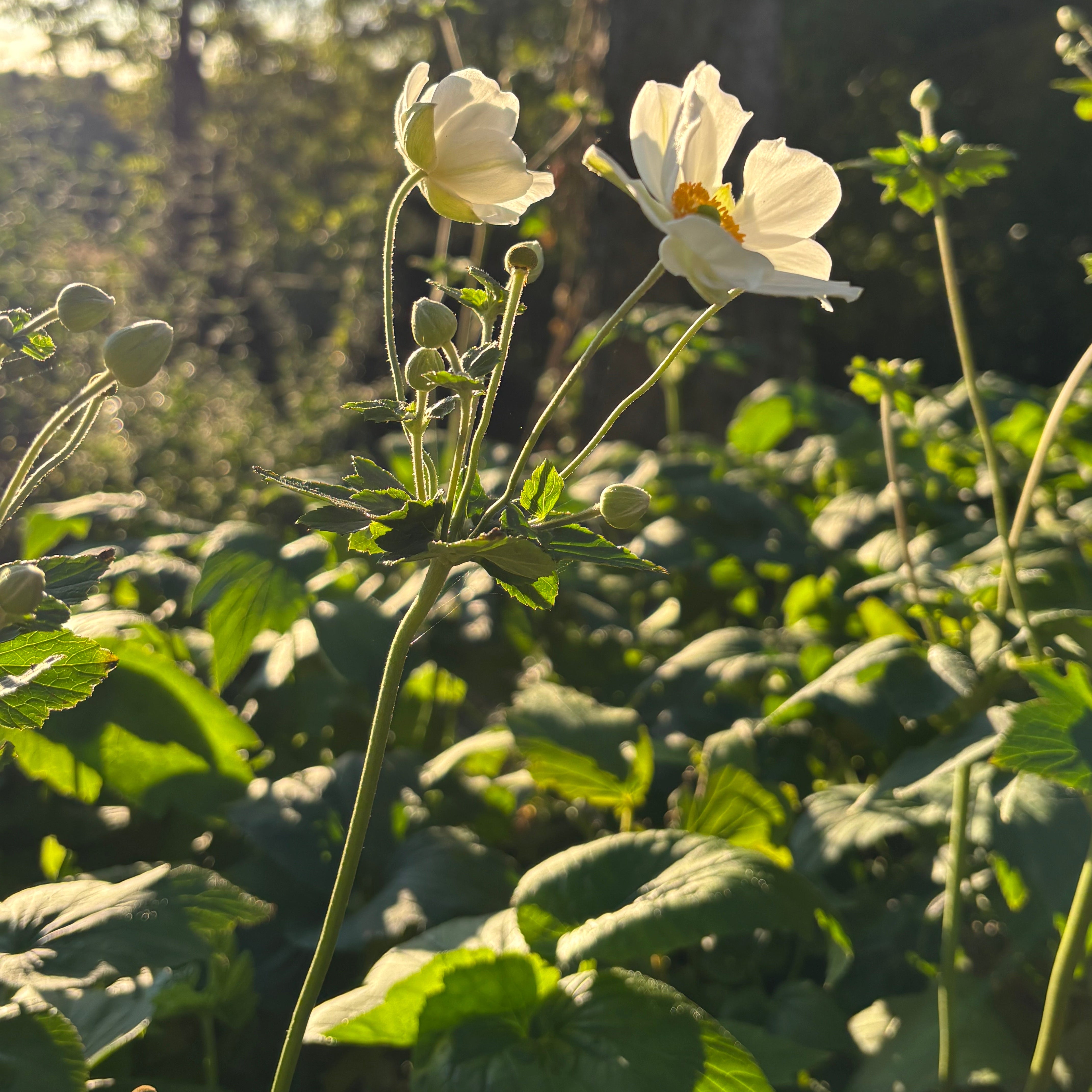 Anemone 'Honorine Jobert' (Windflower)