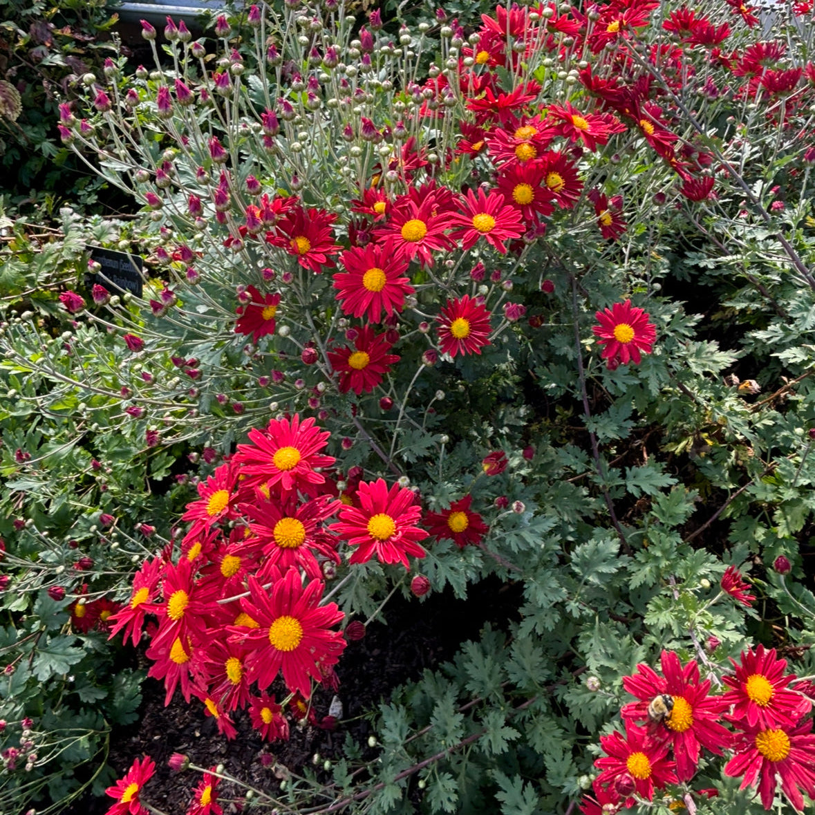Chrysanthemum 'Springhouse Red' (Hardy Garden Mum)