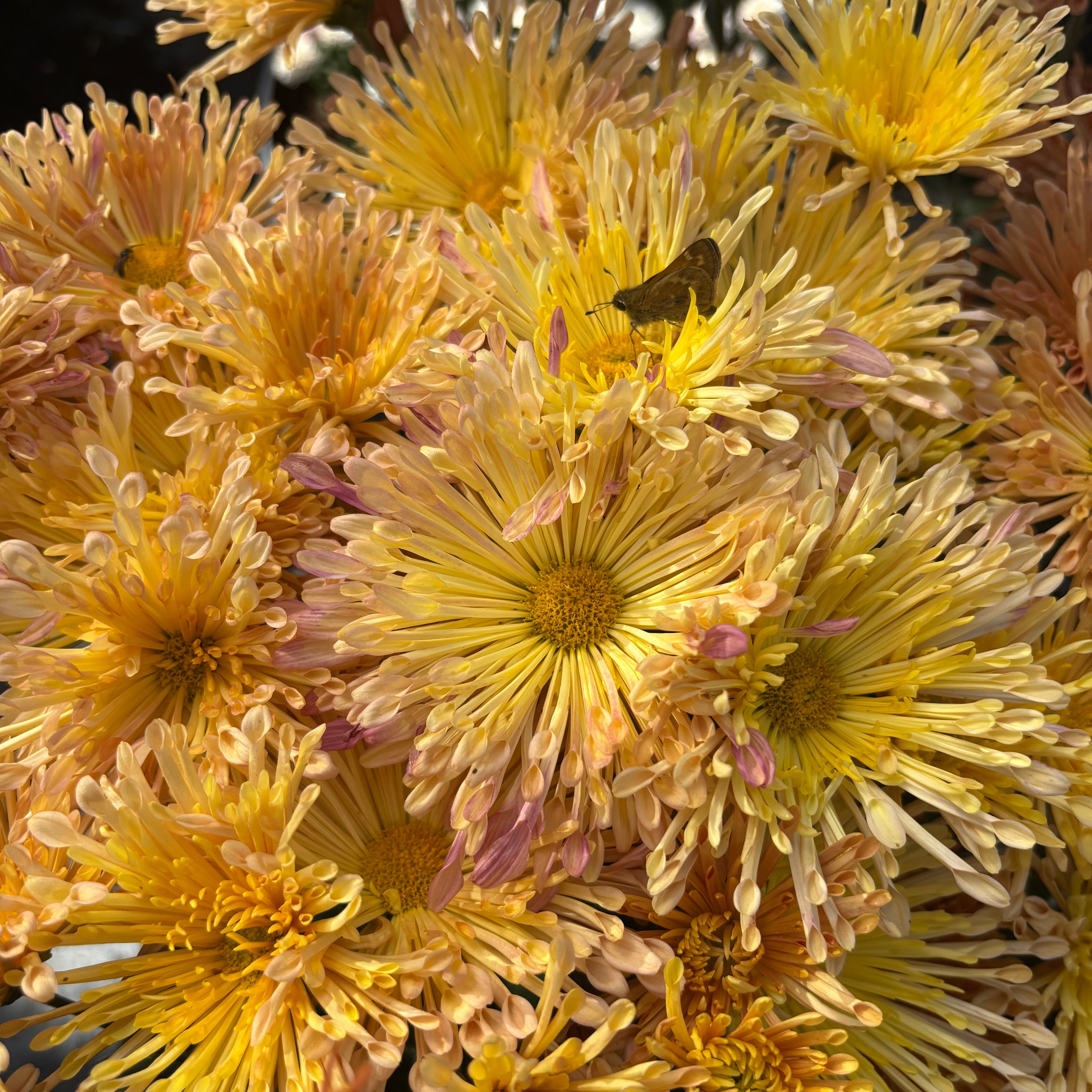 Yew Dell Botanical Gardens
