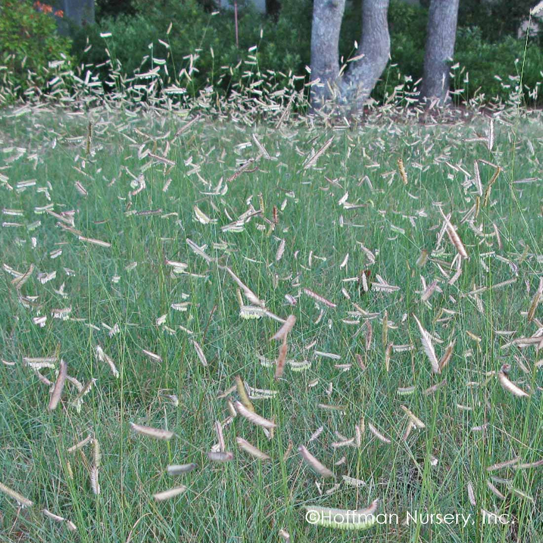 Bouteloua gracilis (Blue Grama)