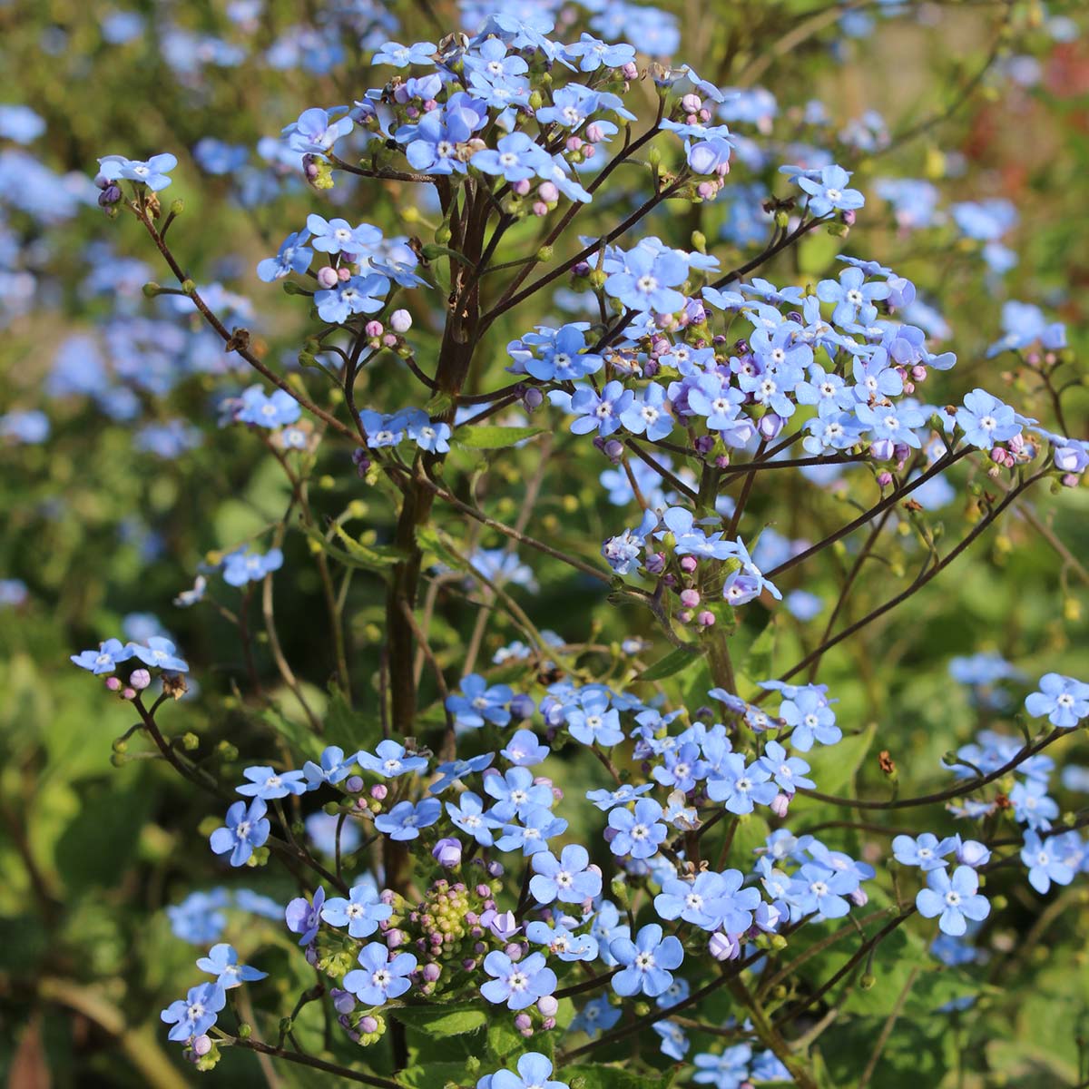 Brunnera macrophylla 'Alexander's Great' (Siberian Bugloss)