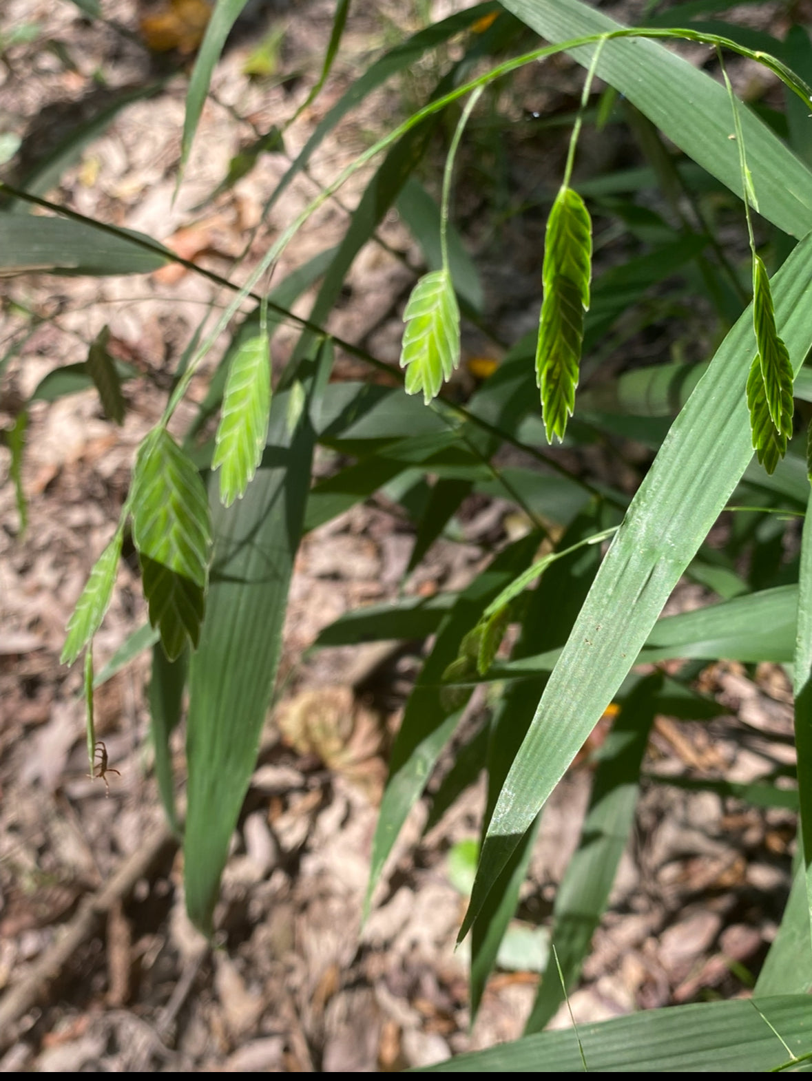 Chasmanthium latifolium (Northern Sea Oats)