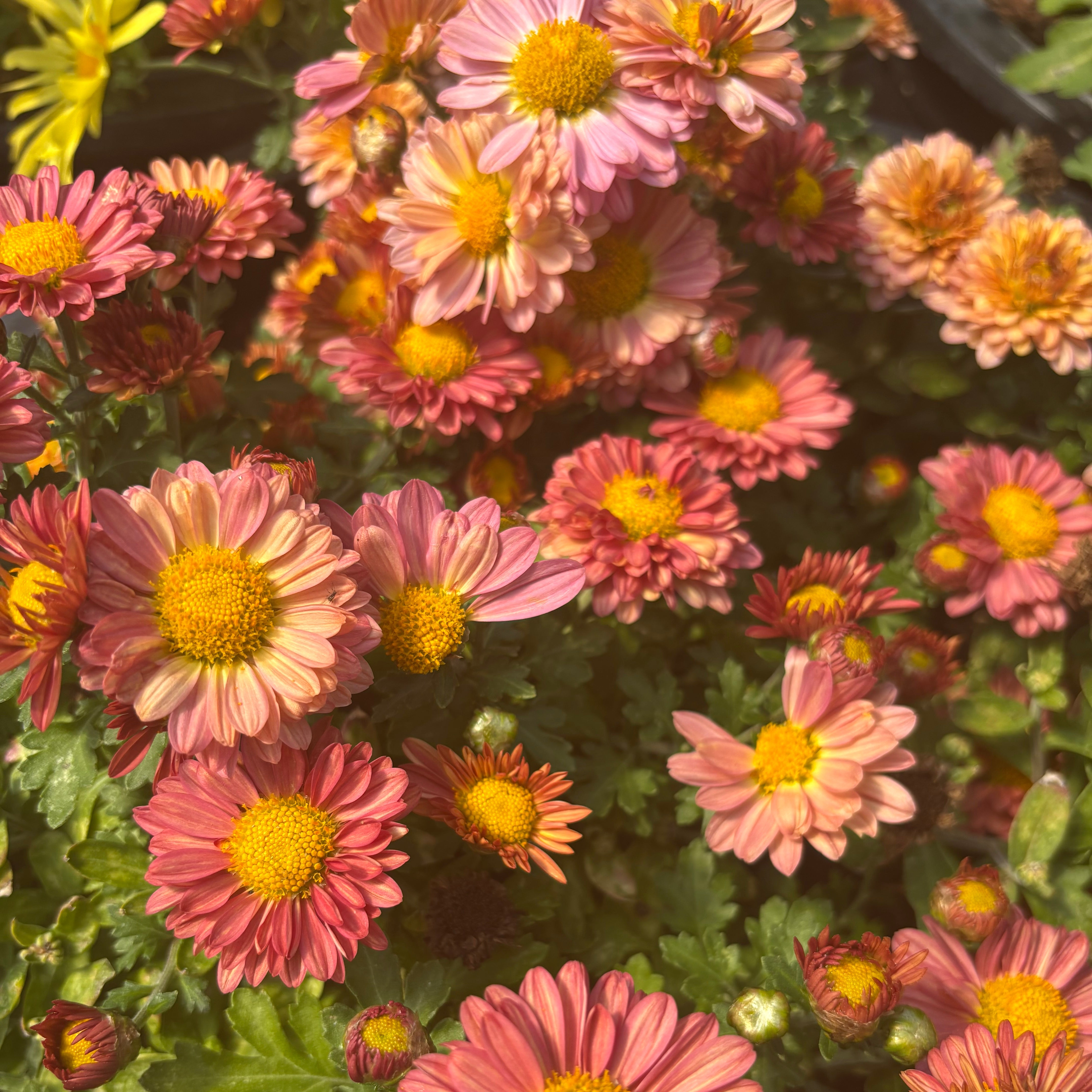 Yew Dell Botanical Gardens