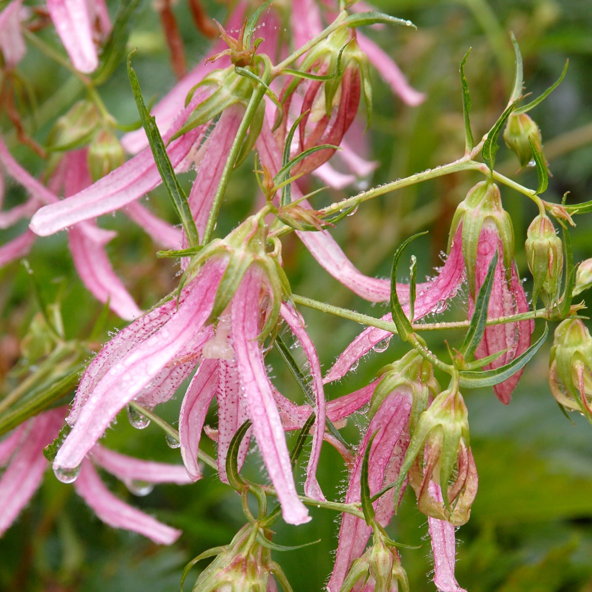 Campanula 'Pink Octopus' (Bellflower)