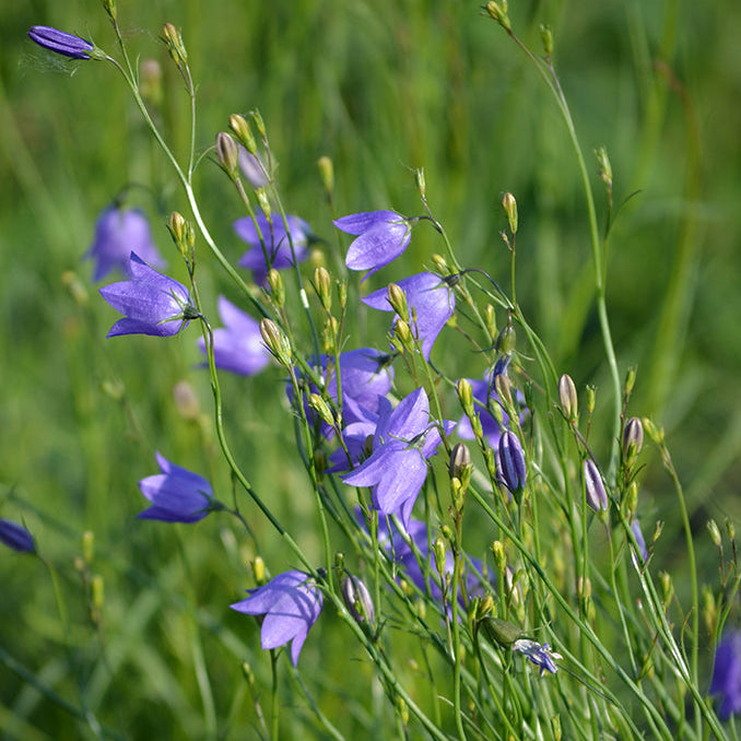 Yew Dell Botanical Gardens
