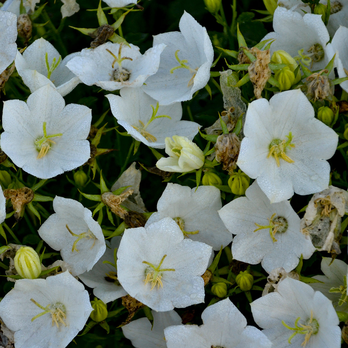 Campanula carpatica 'Rapido White' (Carpathian Bellflower)