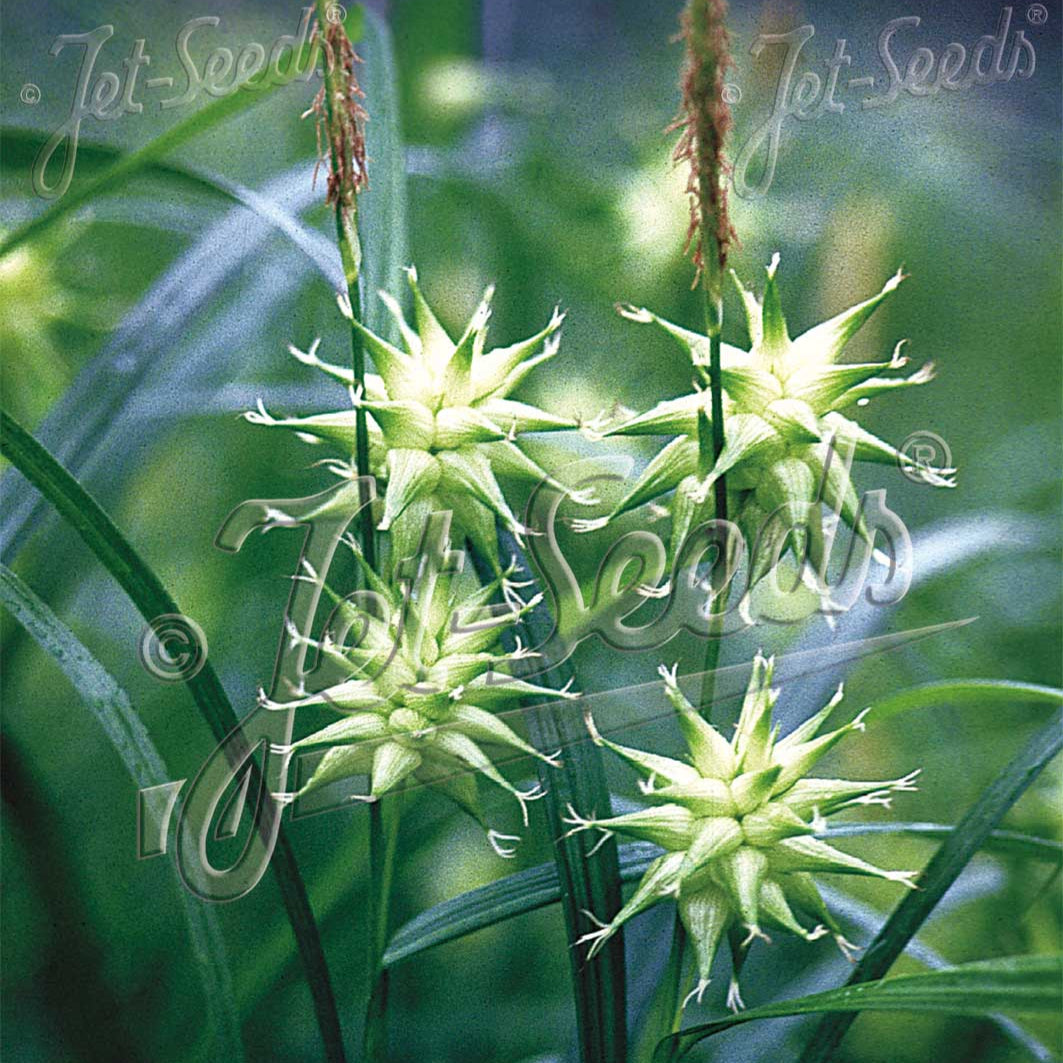 Carex grayi (Gray's Sedge)