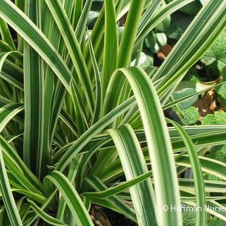 Carex morrowii 'Ice Dance' (Japanese Sedge Grass)