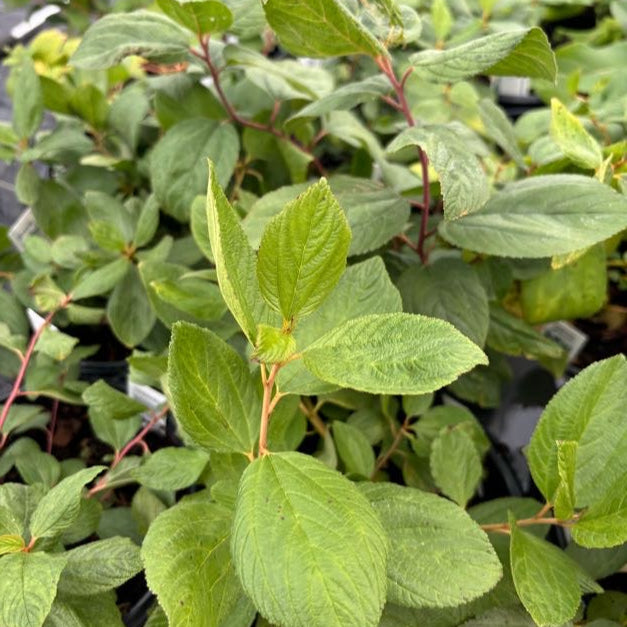 Ceanothus americanus (New Jersey Tea)