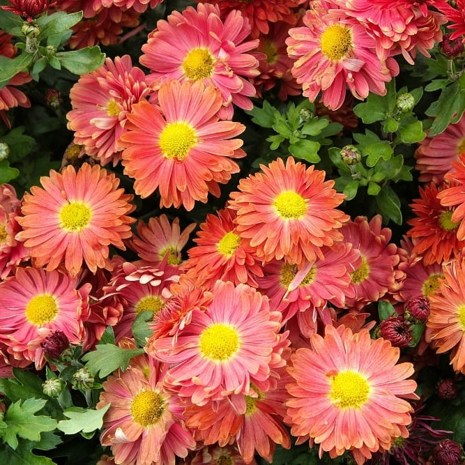 Yew Dell Botanical Gardens