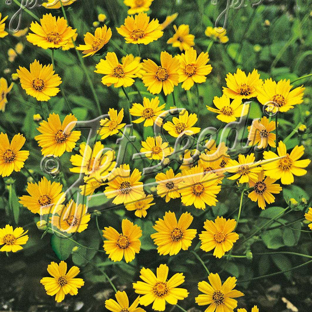 Yew Dell Botanical Gardens