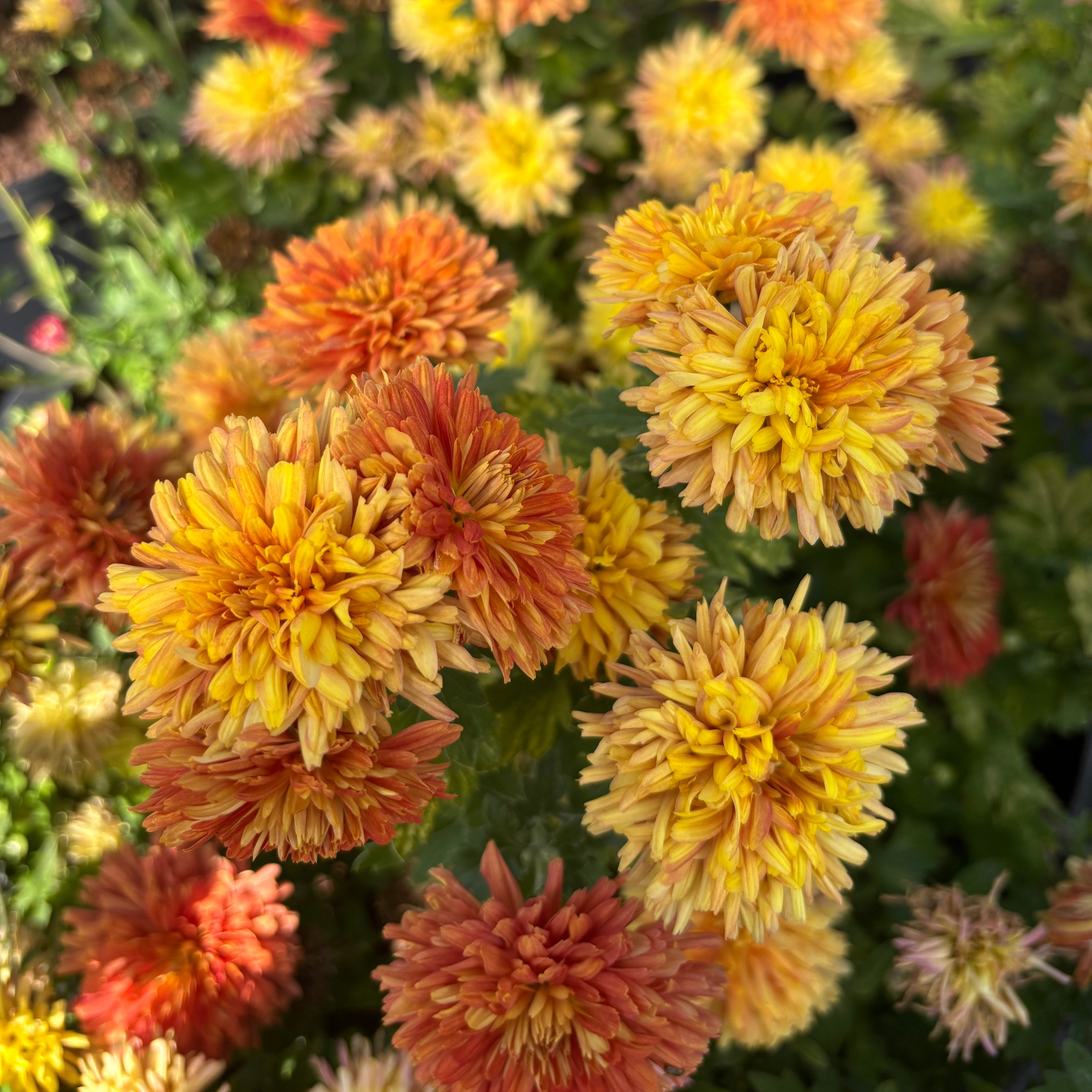 Chrysanthemum 'Harmony' (Hardy Garden Mum)