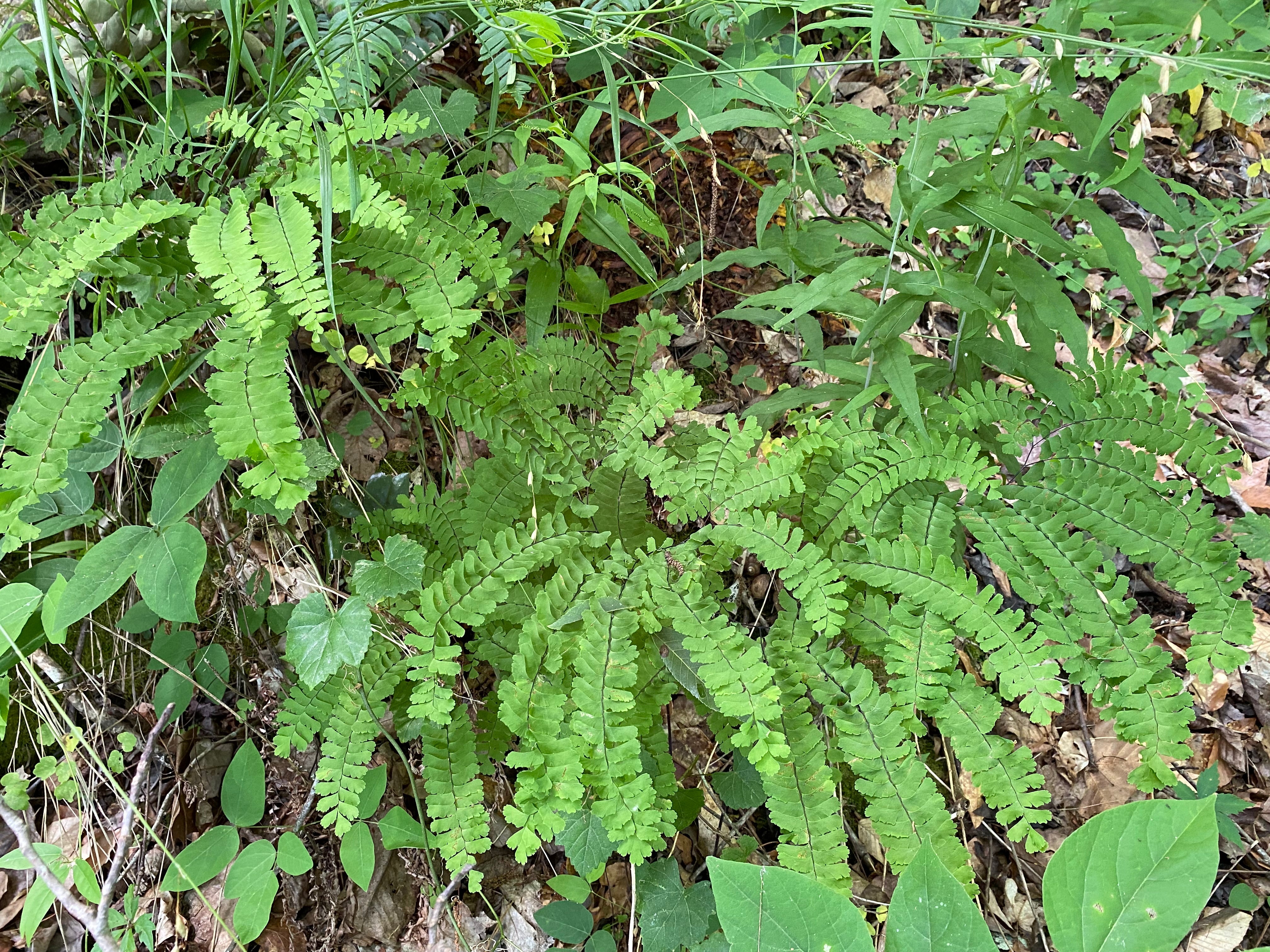 Adiantum pedatum (Five Finger Maidenhair Fern)