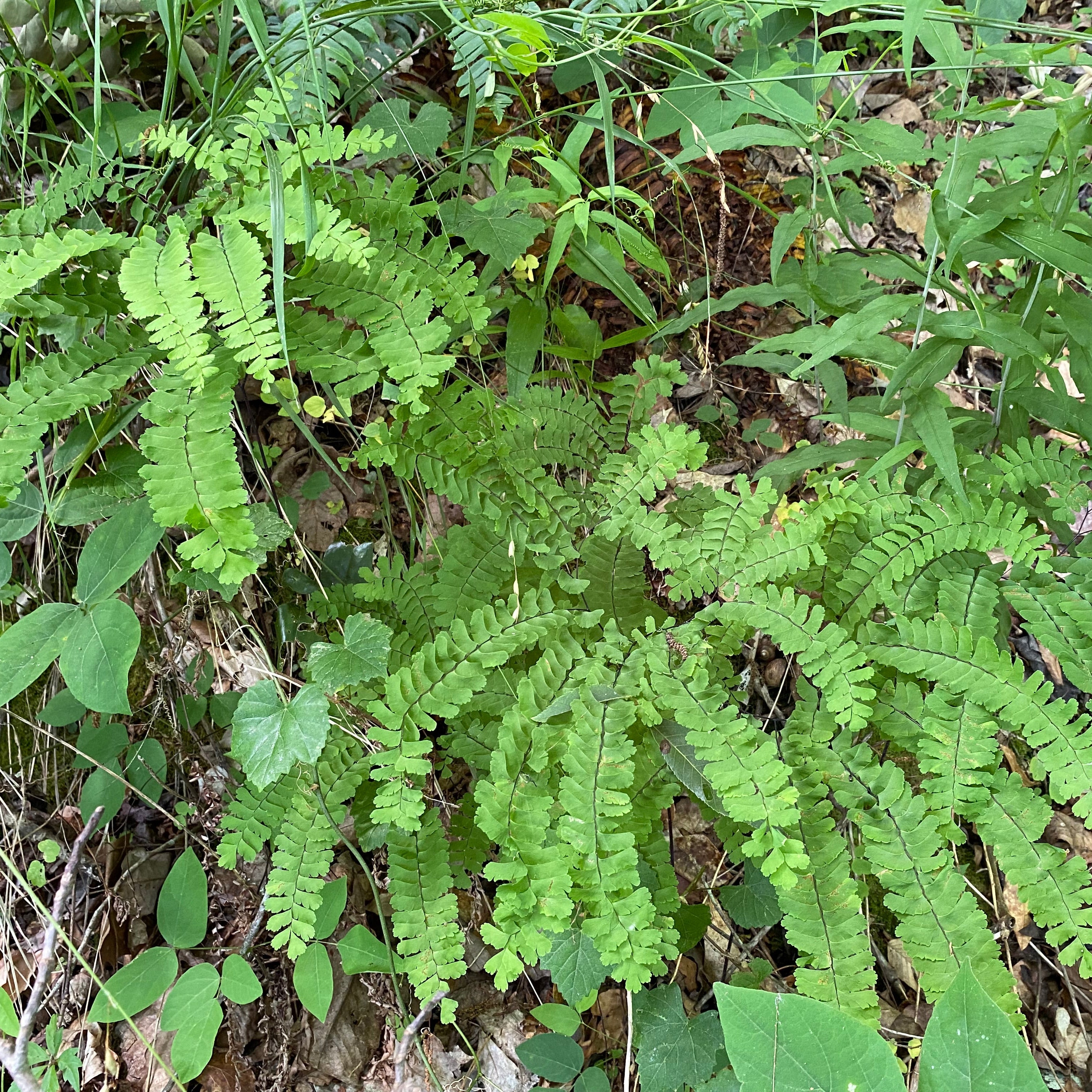 Adiantum pedatum (Five Finger Maidenhair Fern)