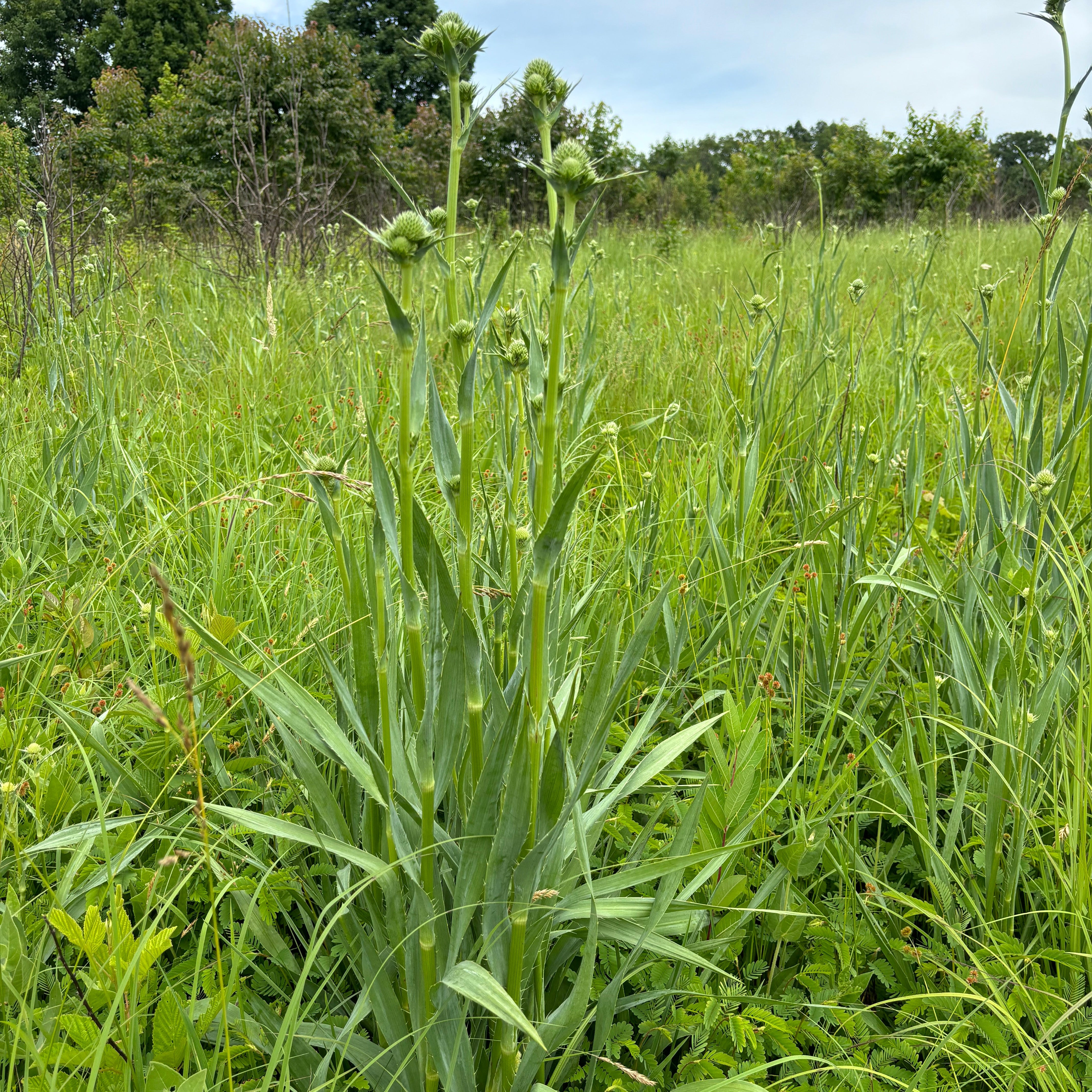 Eryngium yuccifolium (Rattlesnake Master)