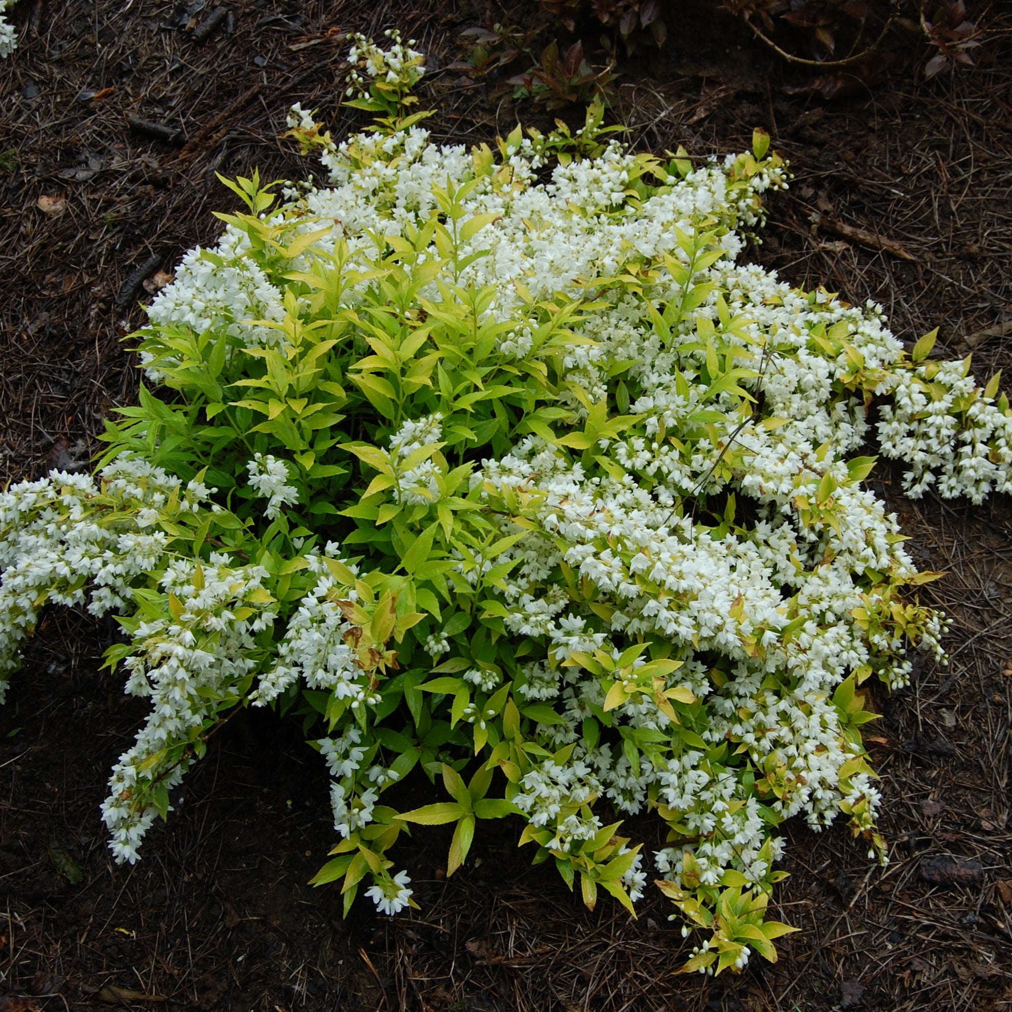 Deutzia gracilis 'Duncan' (Chardonnay Pearls® Slender Deutzia)