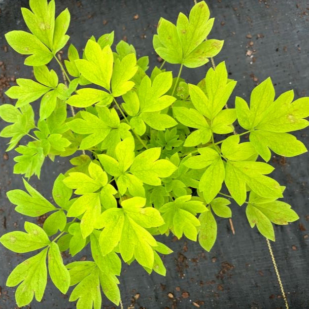 Dicentra 'White Gold' (Bleeding Heart)