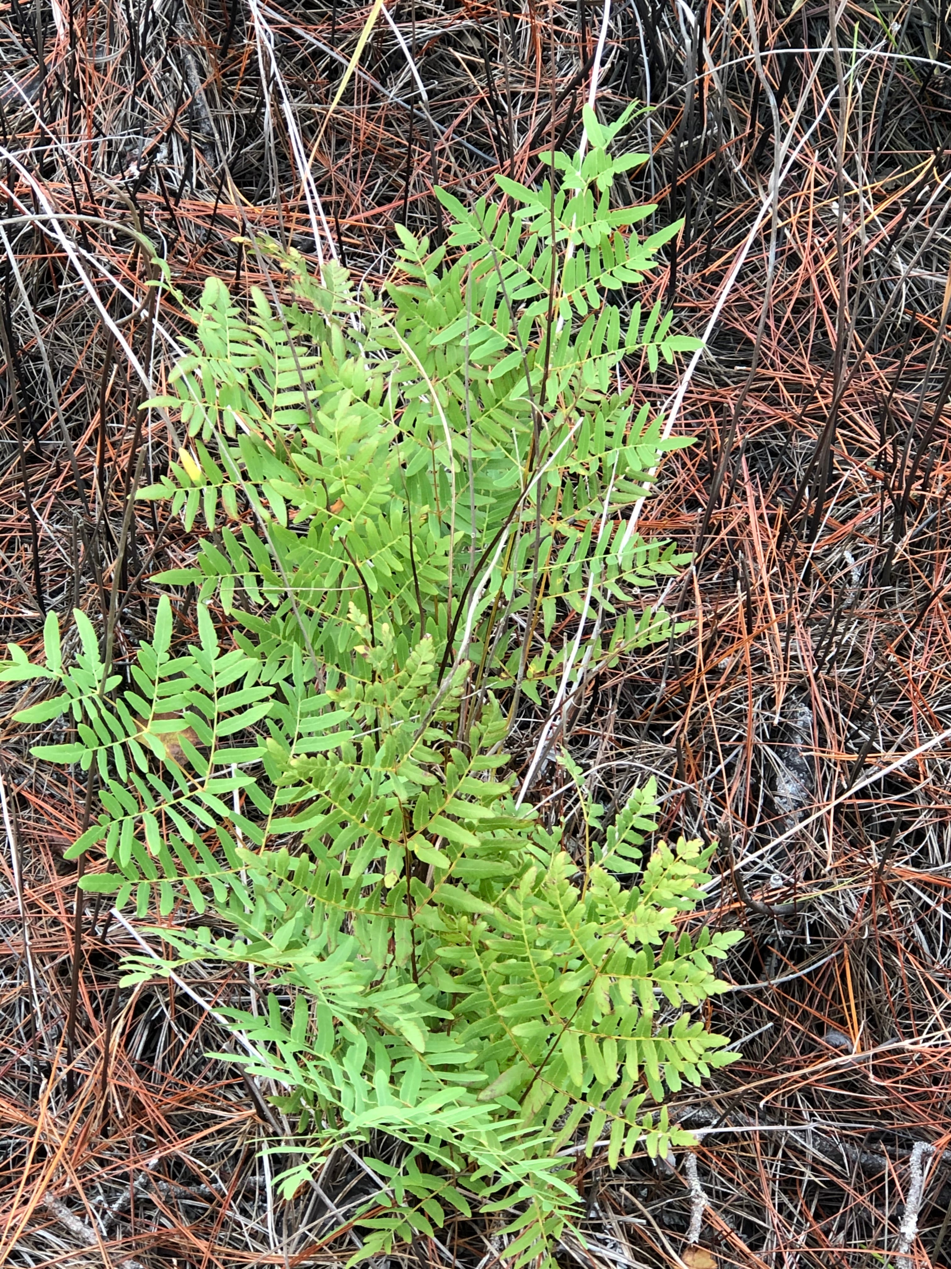 Osmunda regalis (Royal Fern)