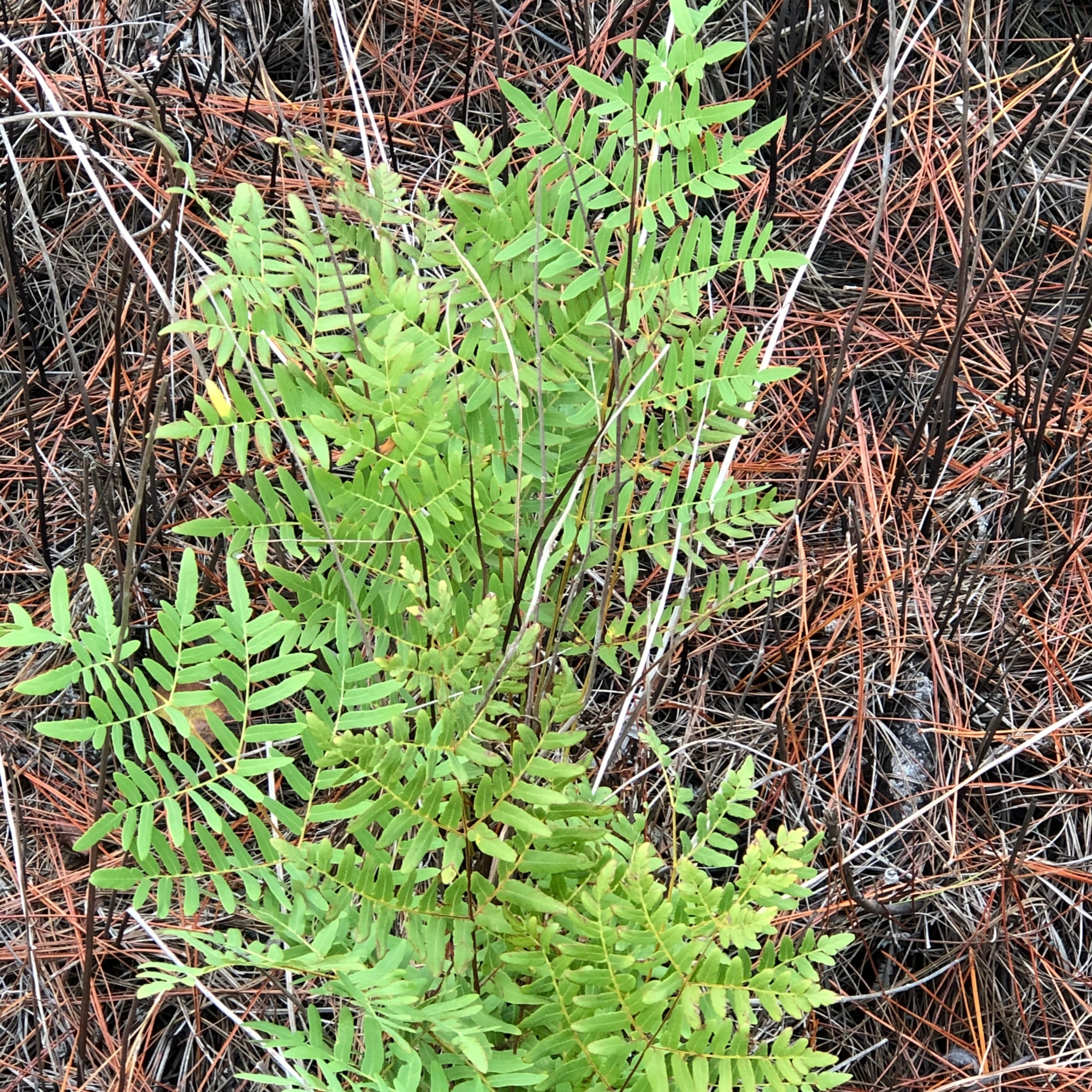 Osmunda regalis (Royal Fern)