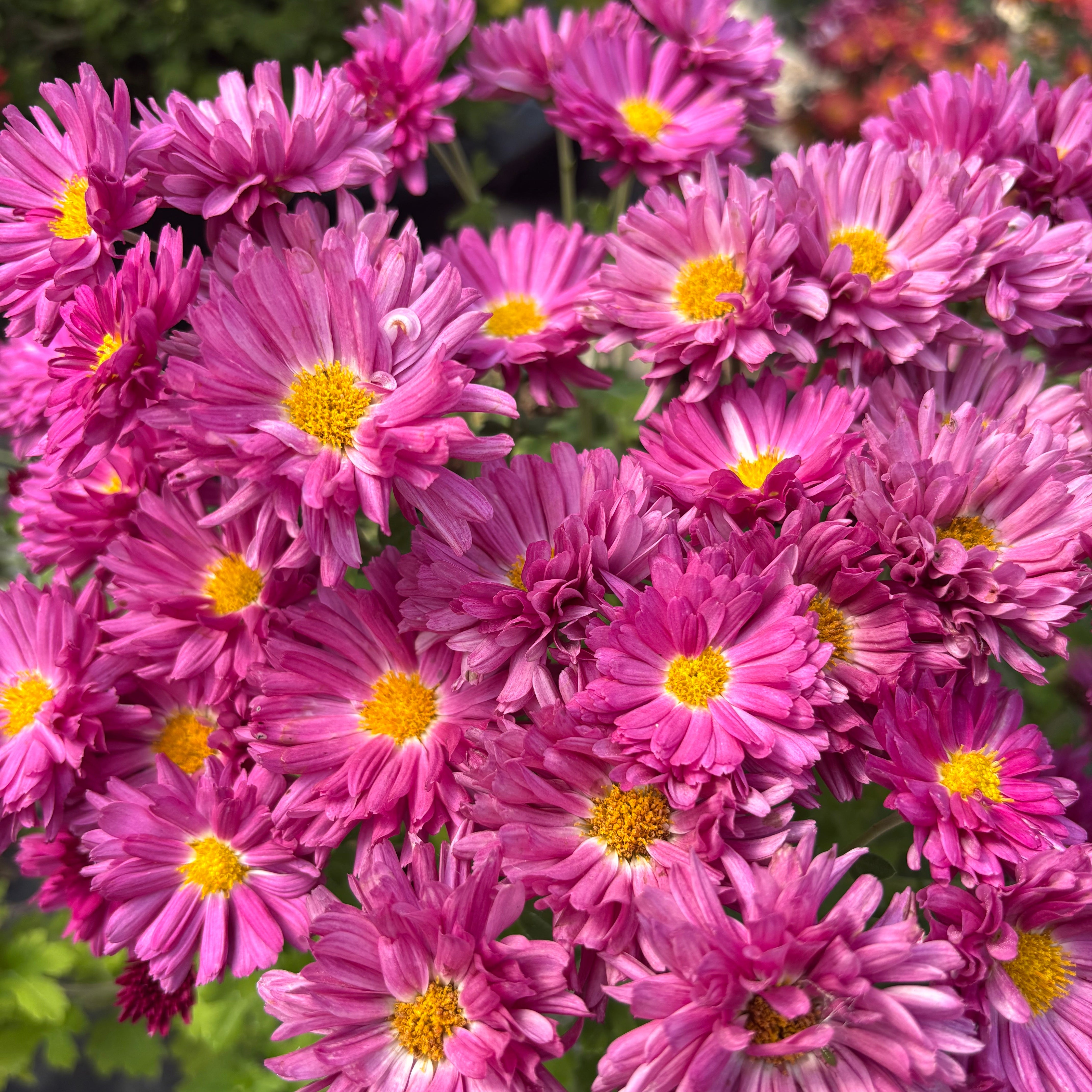 Yew Dell Botanical Gardens