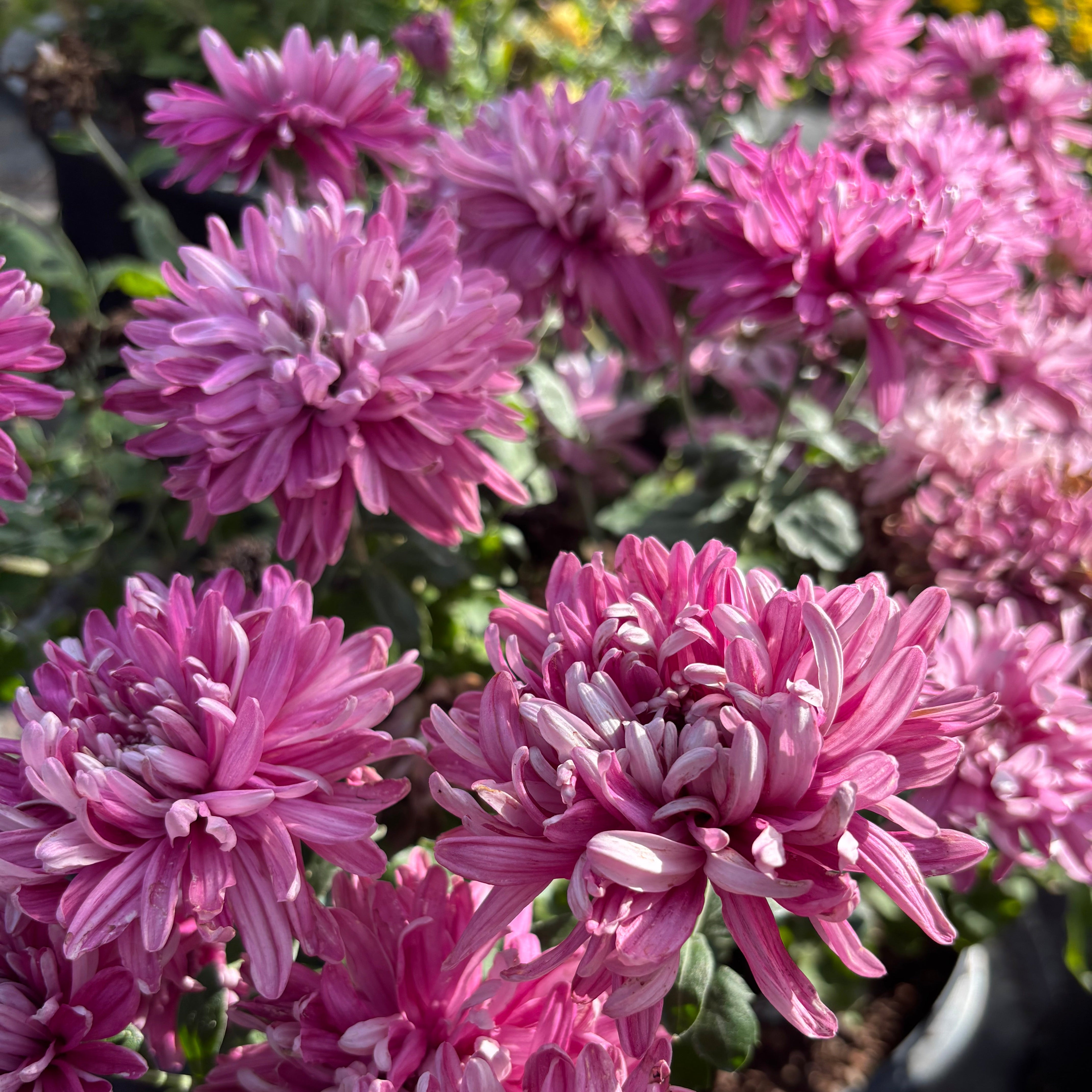 Yew Dell Botanical Gardens